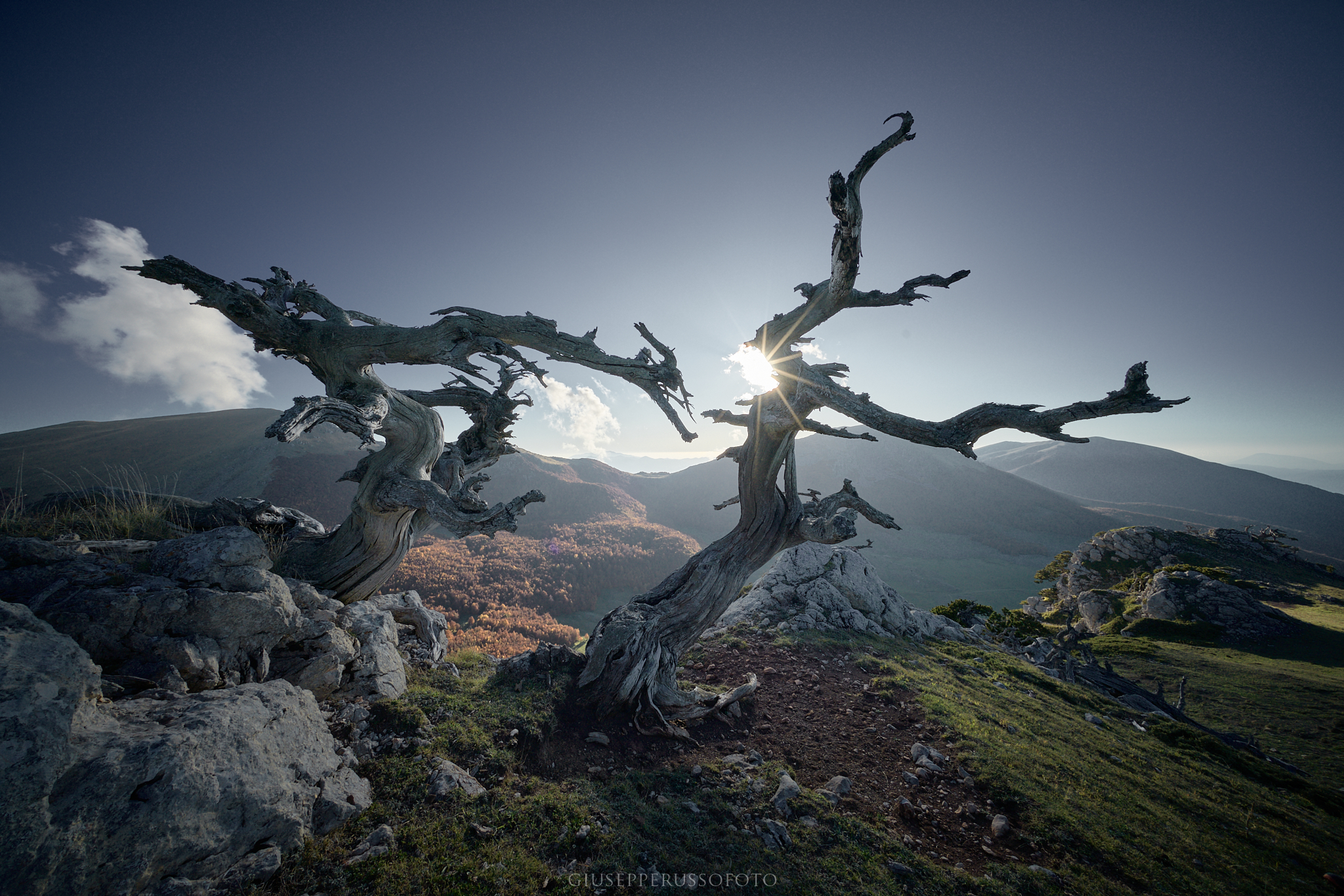 Creatures from the Pollino National Park