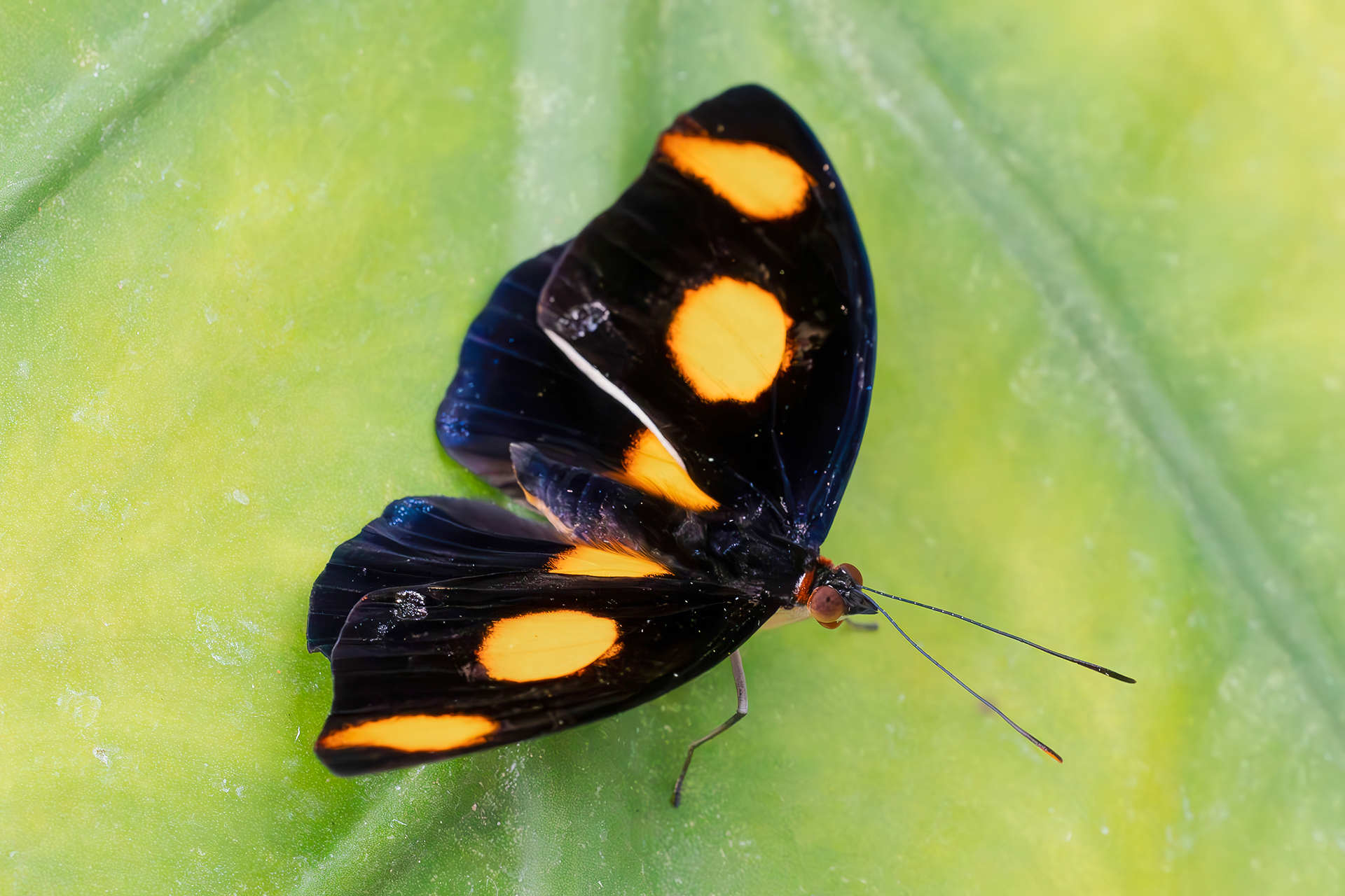 Catonephele numilia