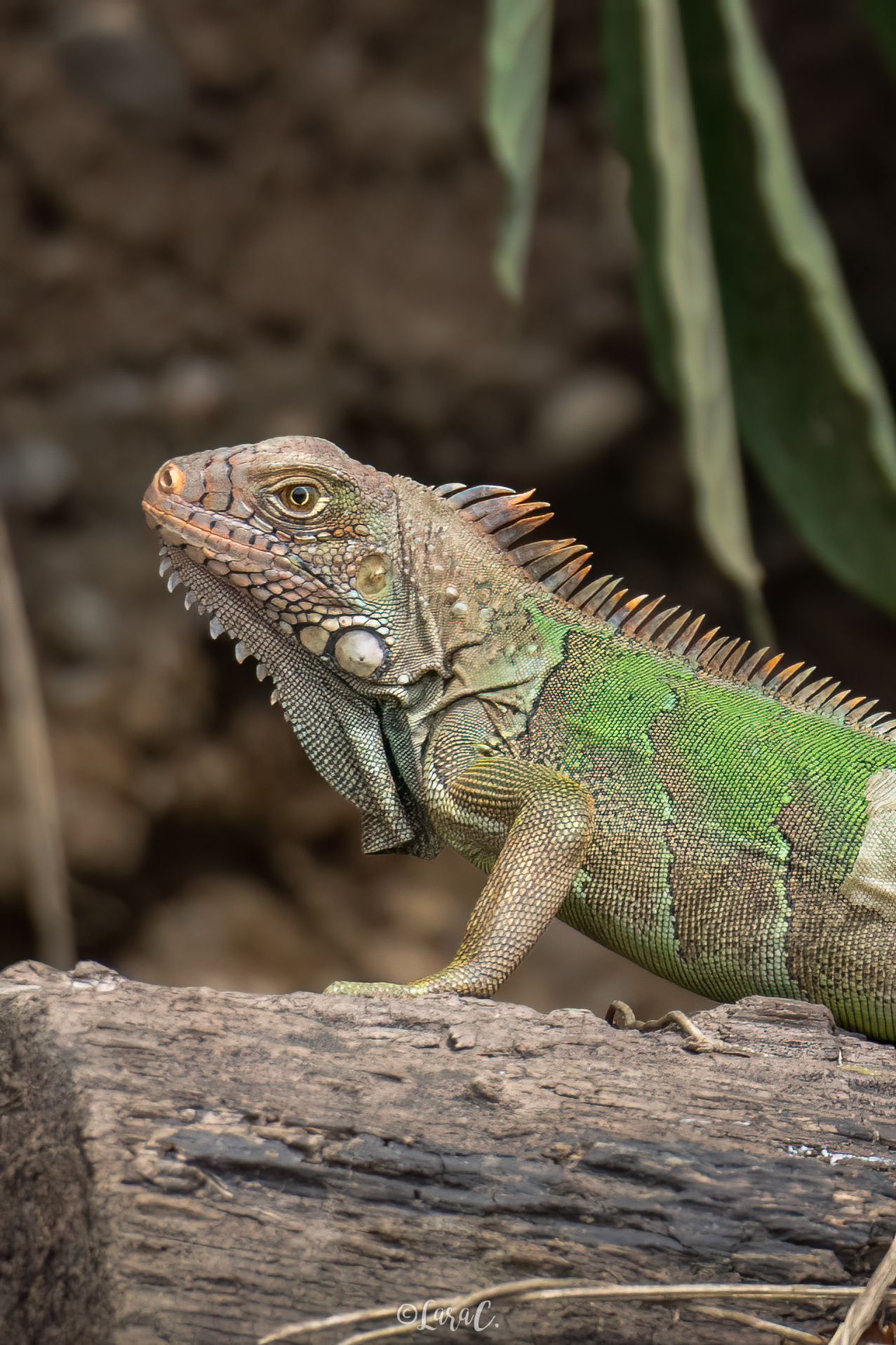 Multicolor Iguana