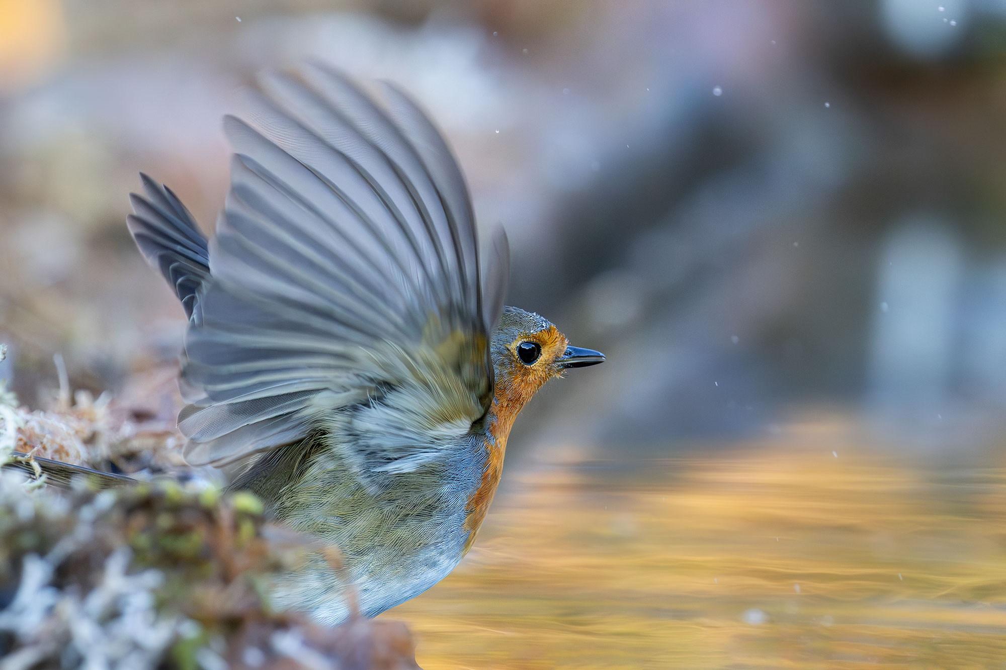 The Robin's Bath