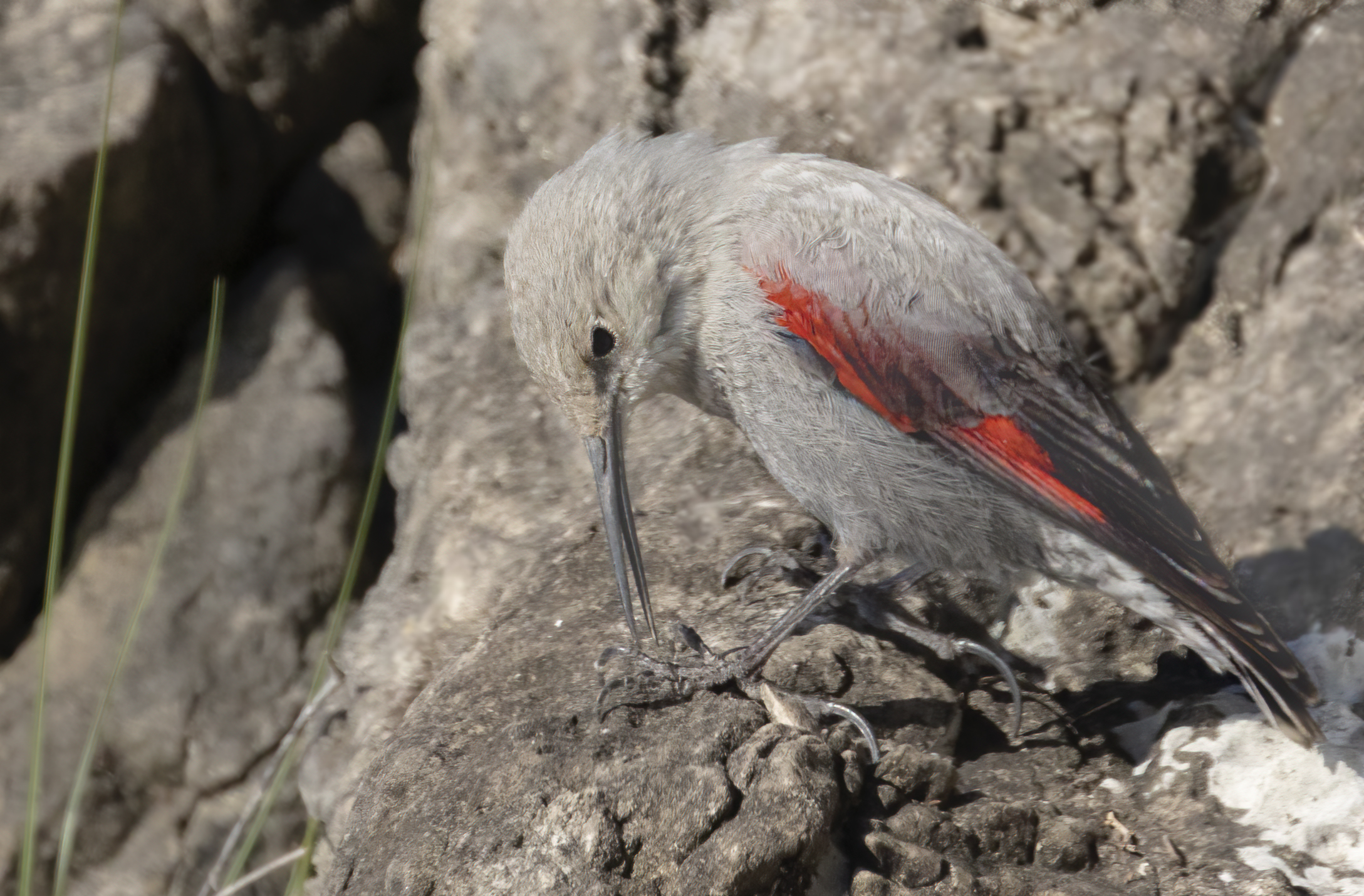 pulitina alle zampe, picchio muraiolo