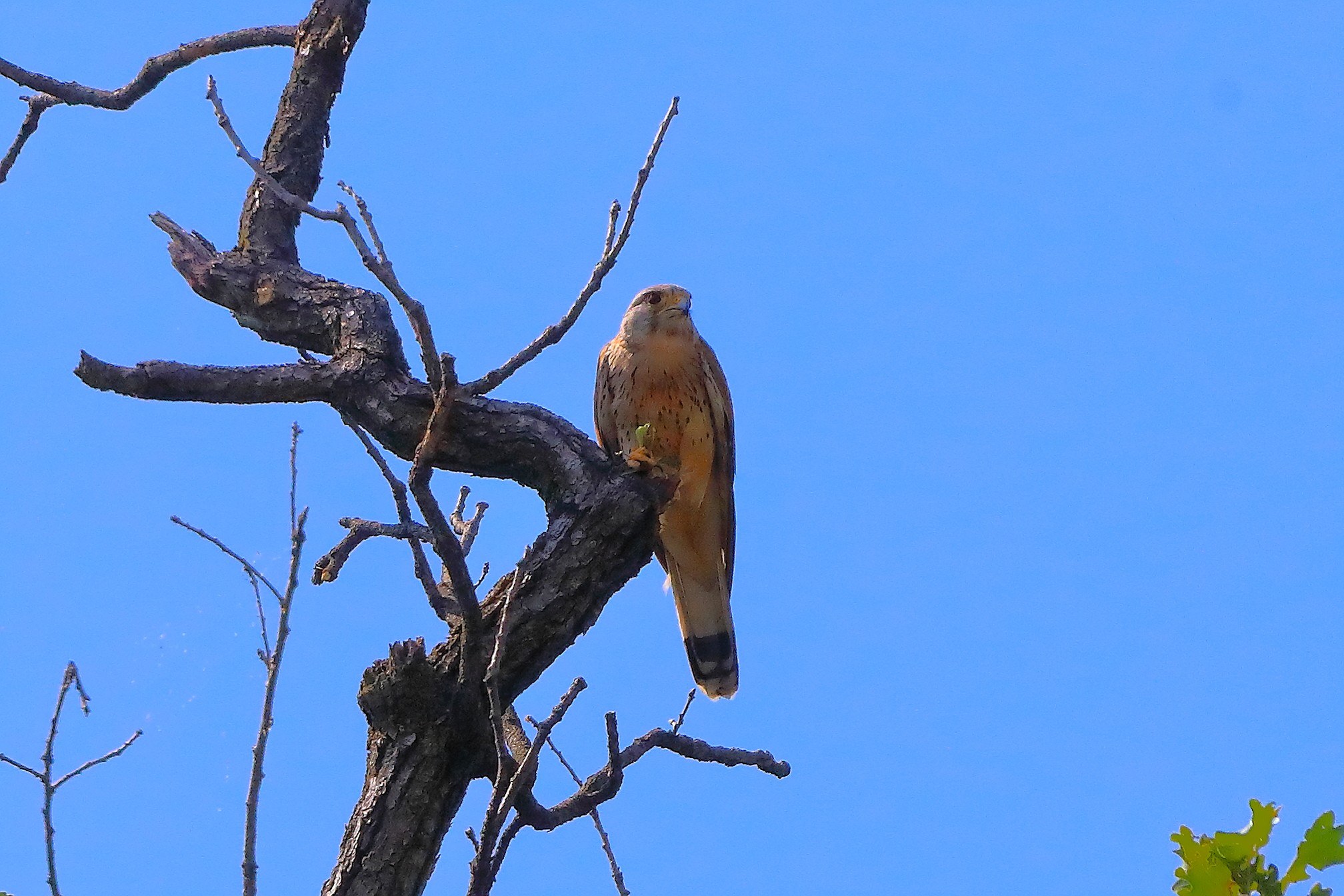 Gheppio 23 luglio 2024 - 0095