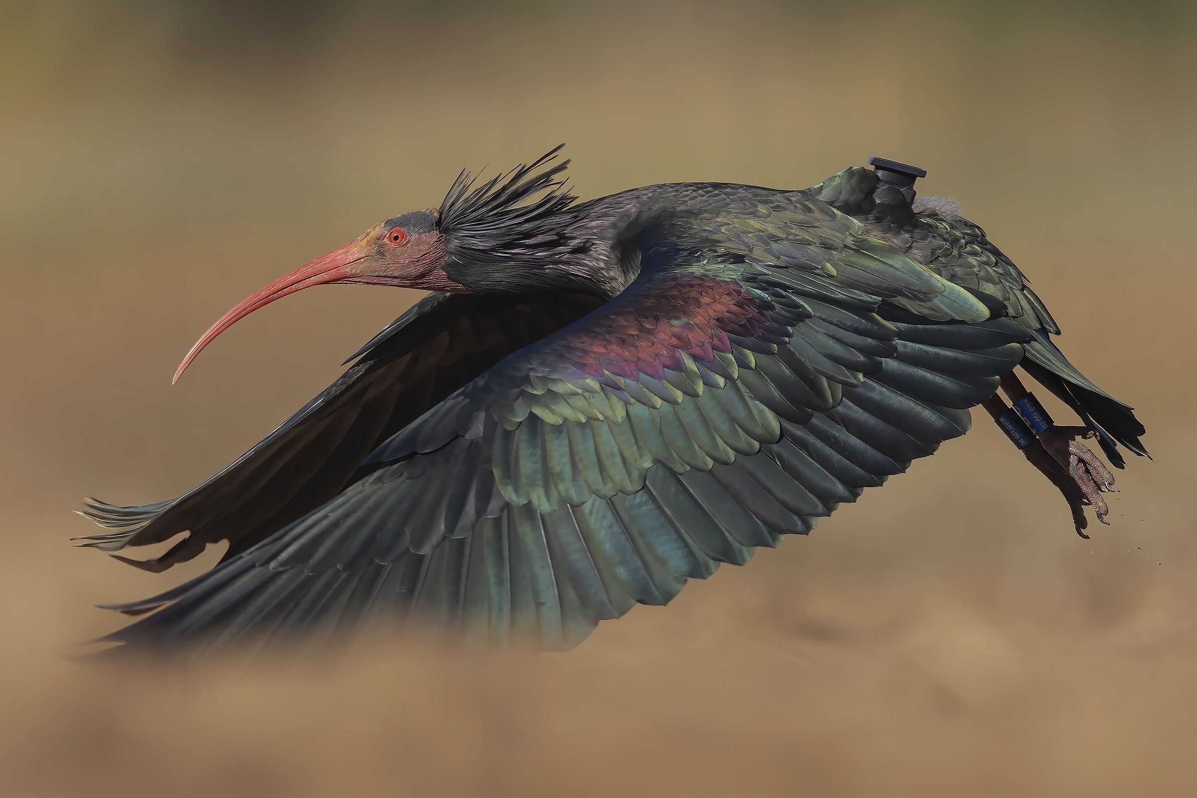 The take-off... Geronticus eremita