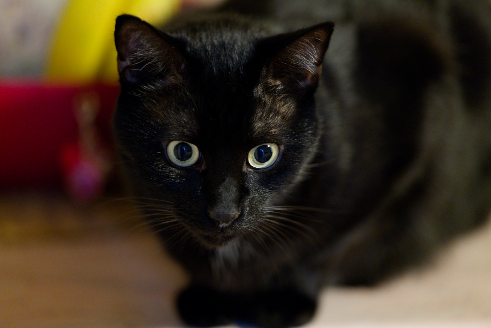 Modello numero...Benji