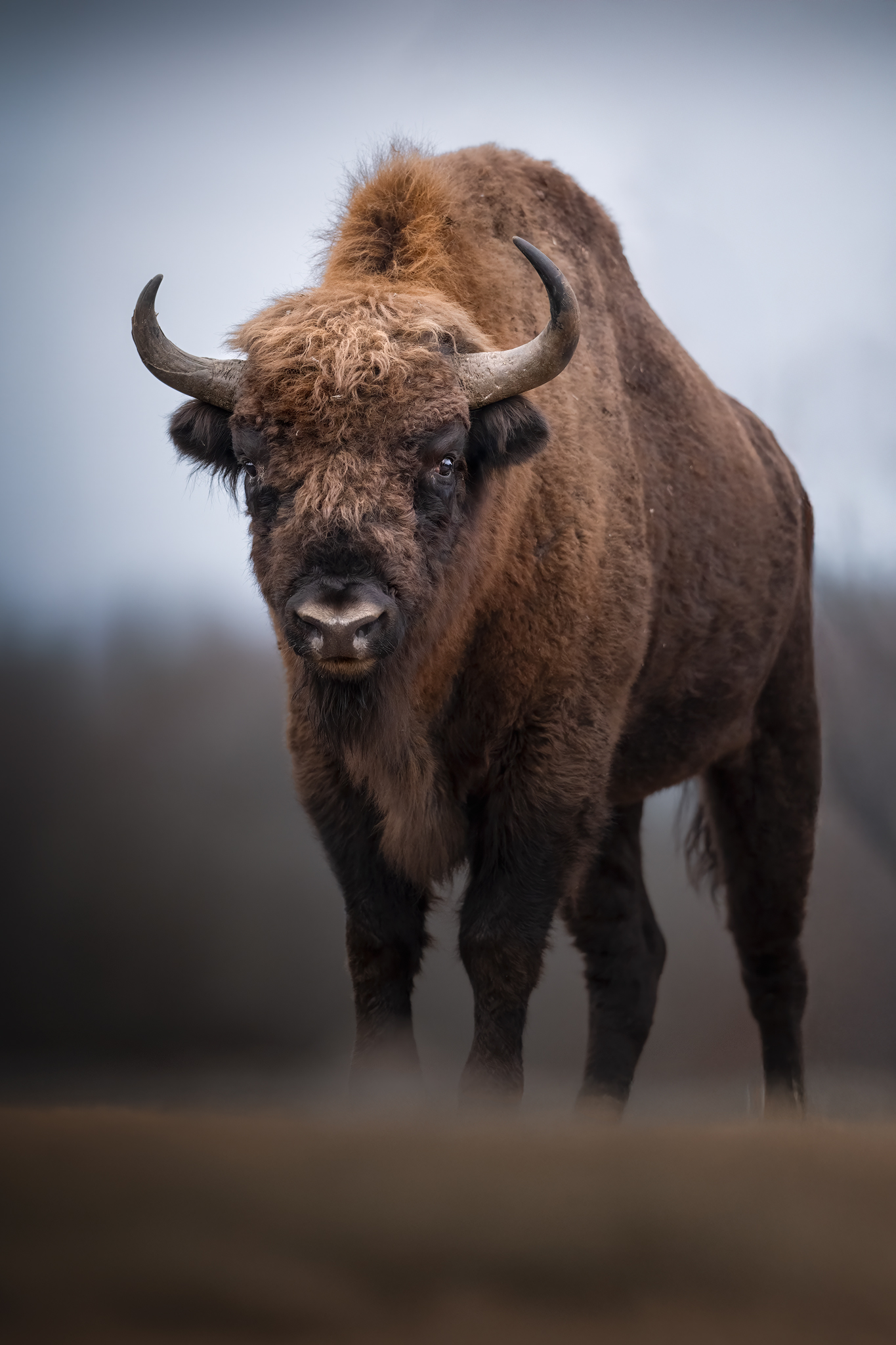 European bison