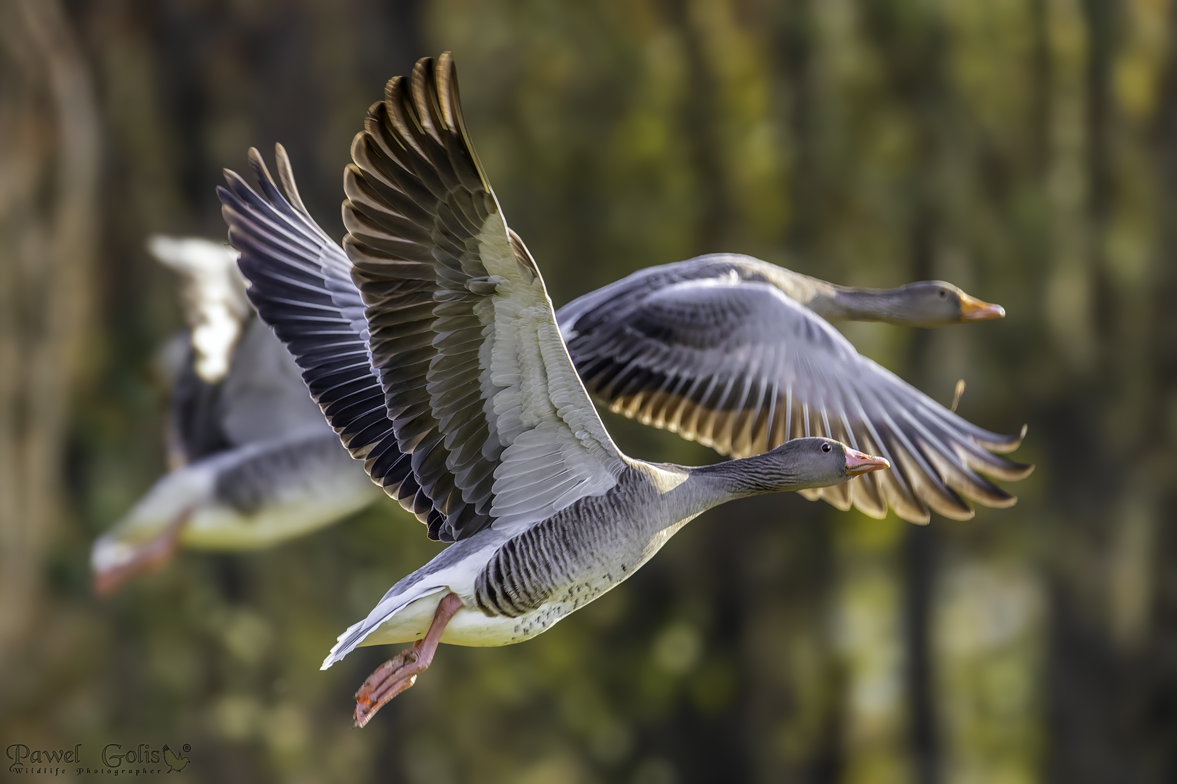 Oca selvatica (Anser anser)