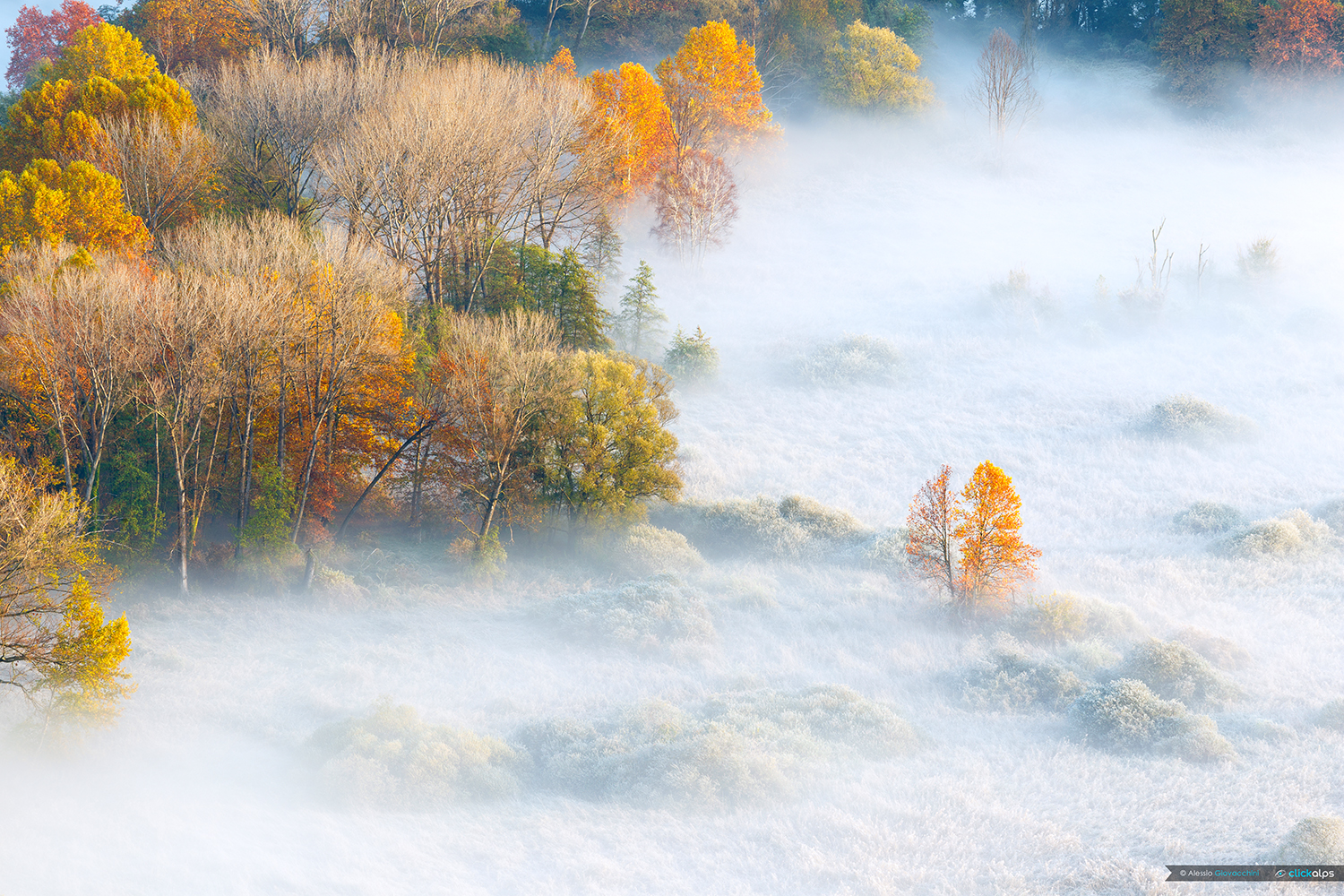 The loneliness of a tree