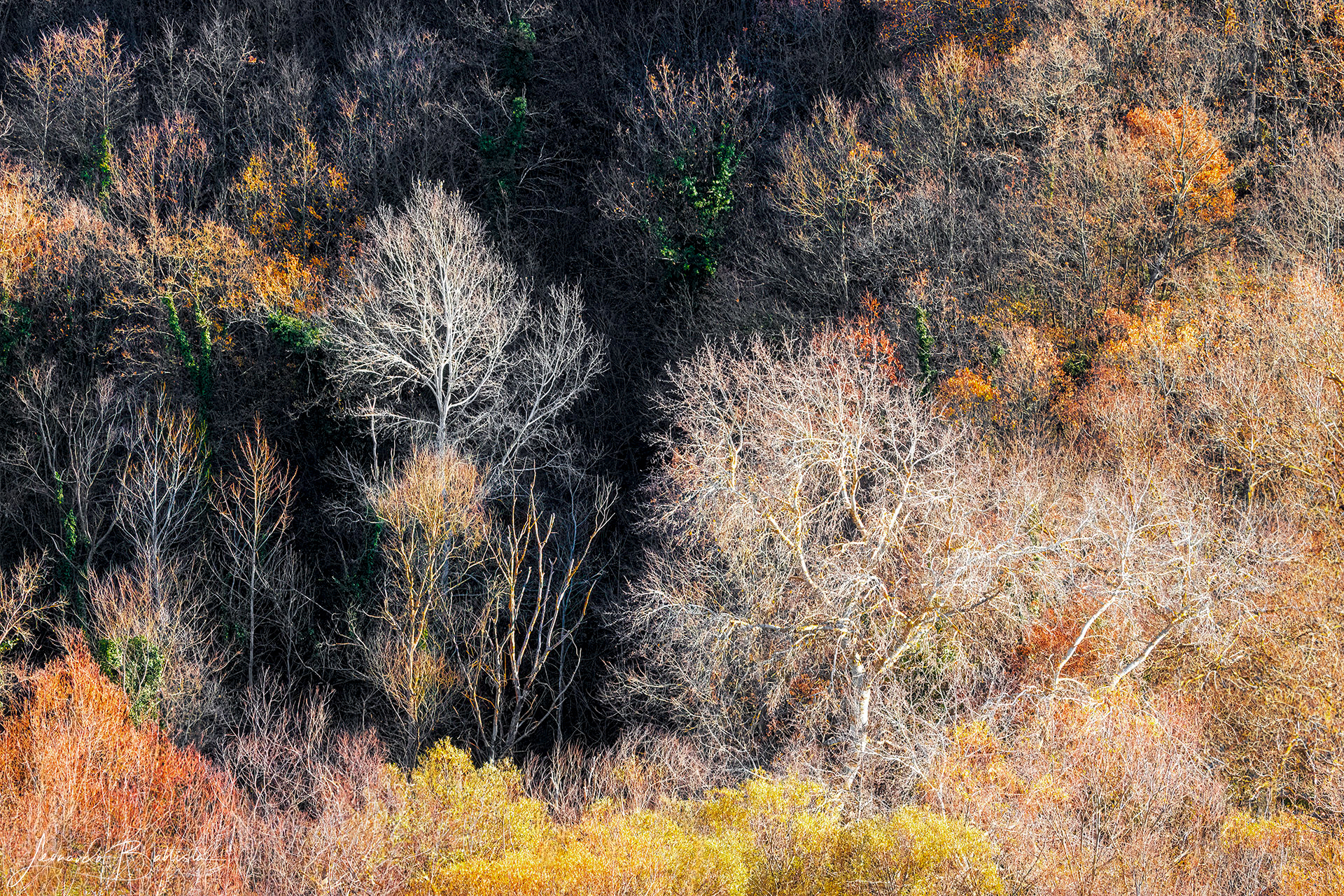 Flashes of Autumn