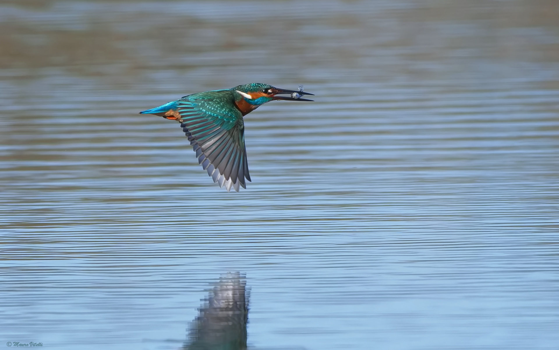 The chosen fisherman.....