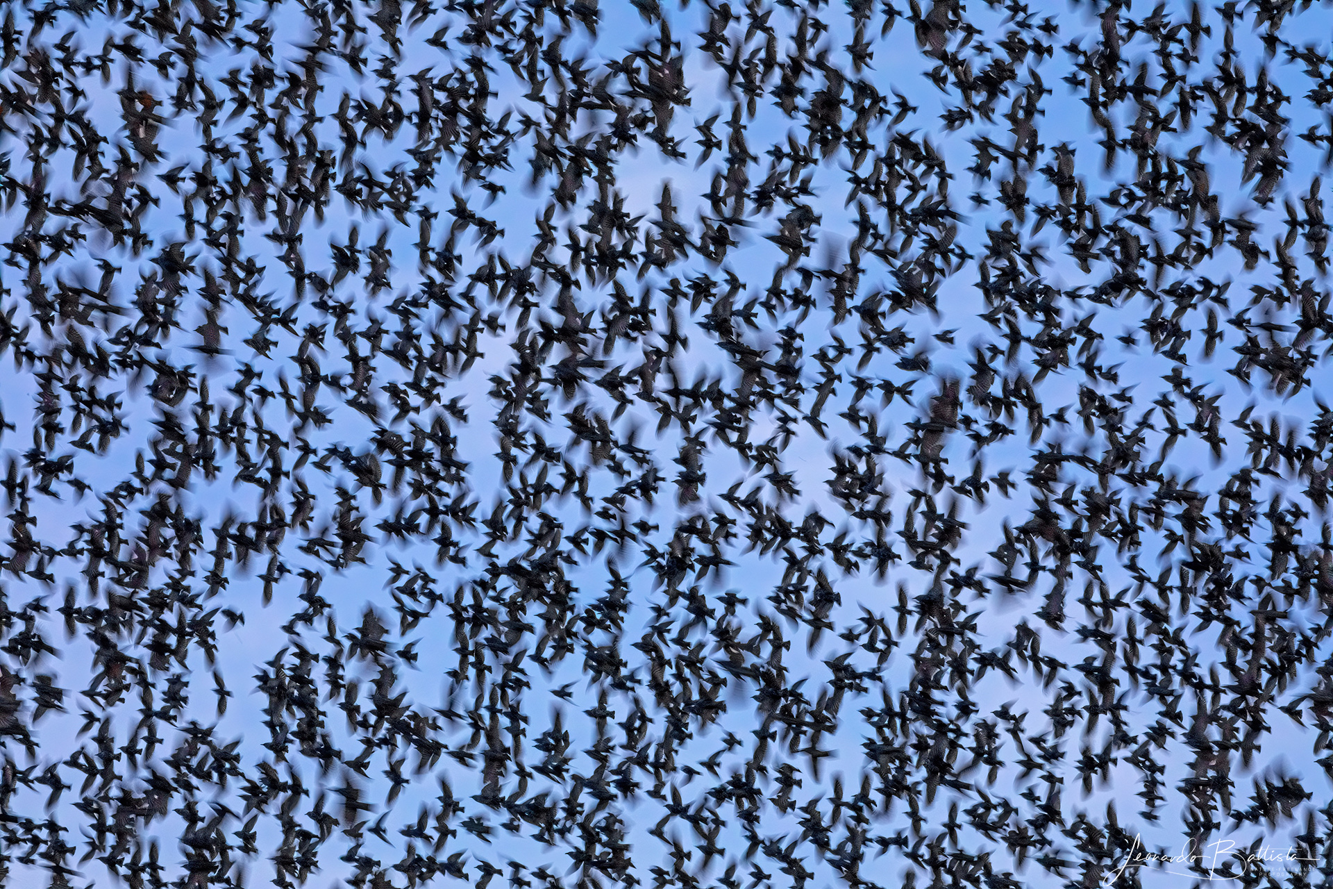 Flocking
