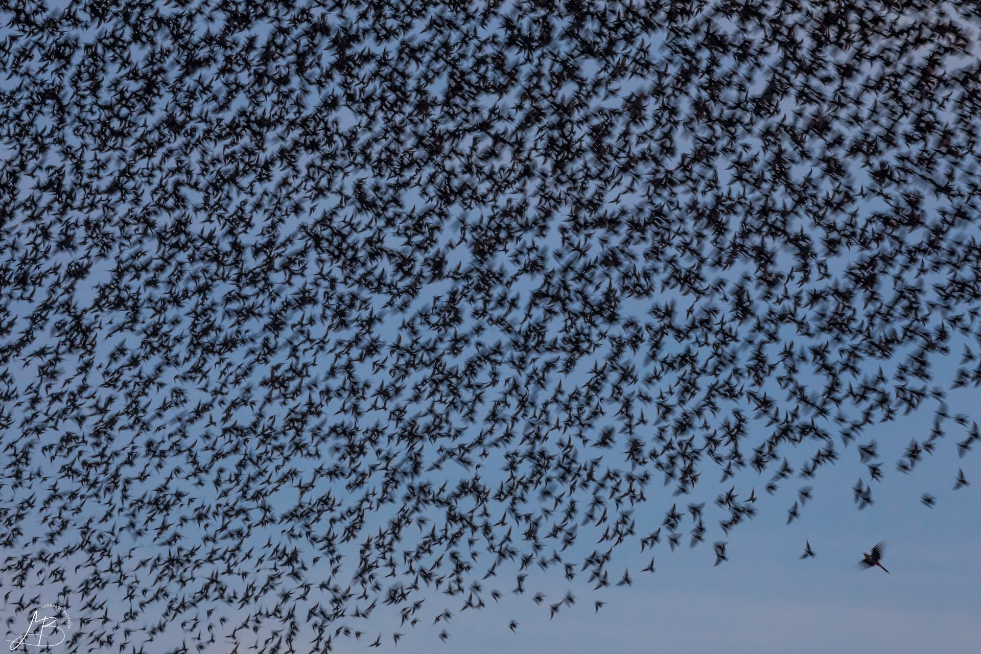 The chase
