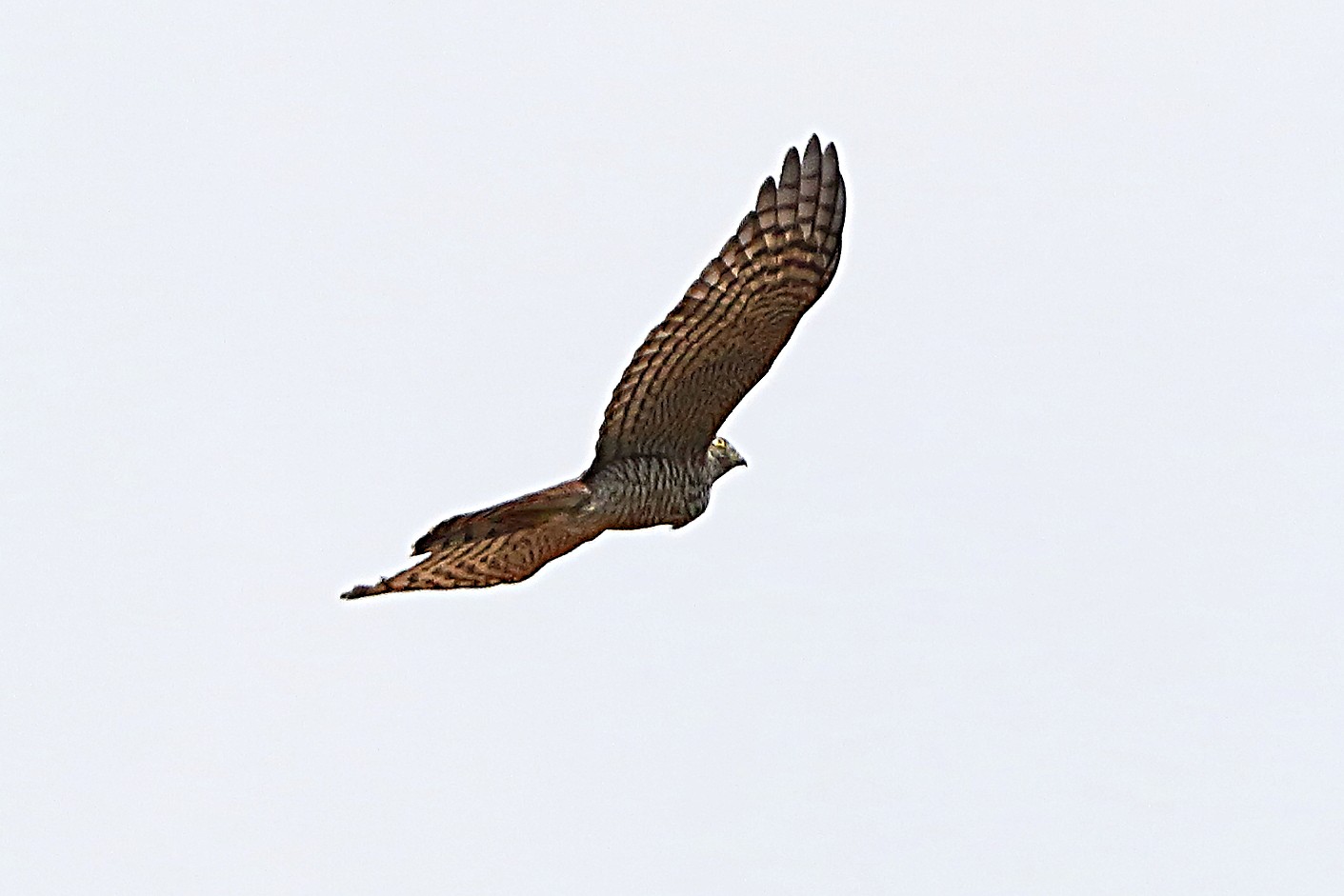 Sparviere 07 agosto 2024 - 9895