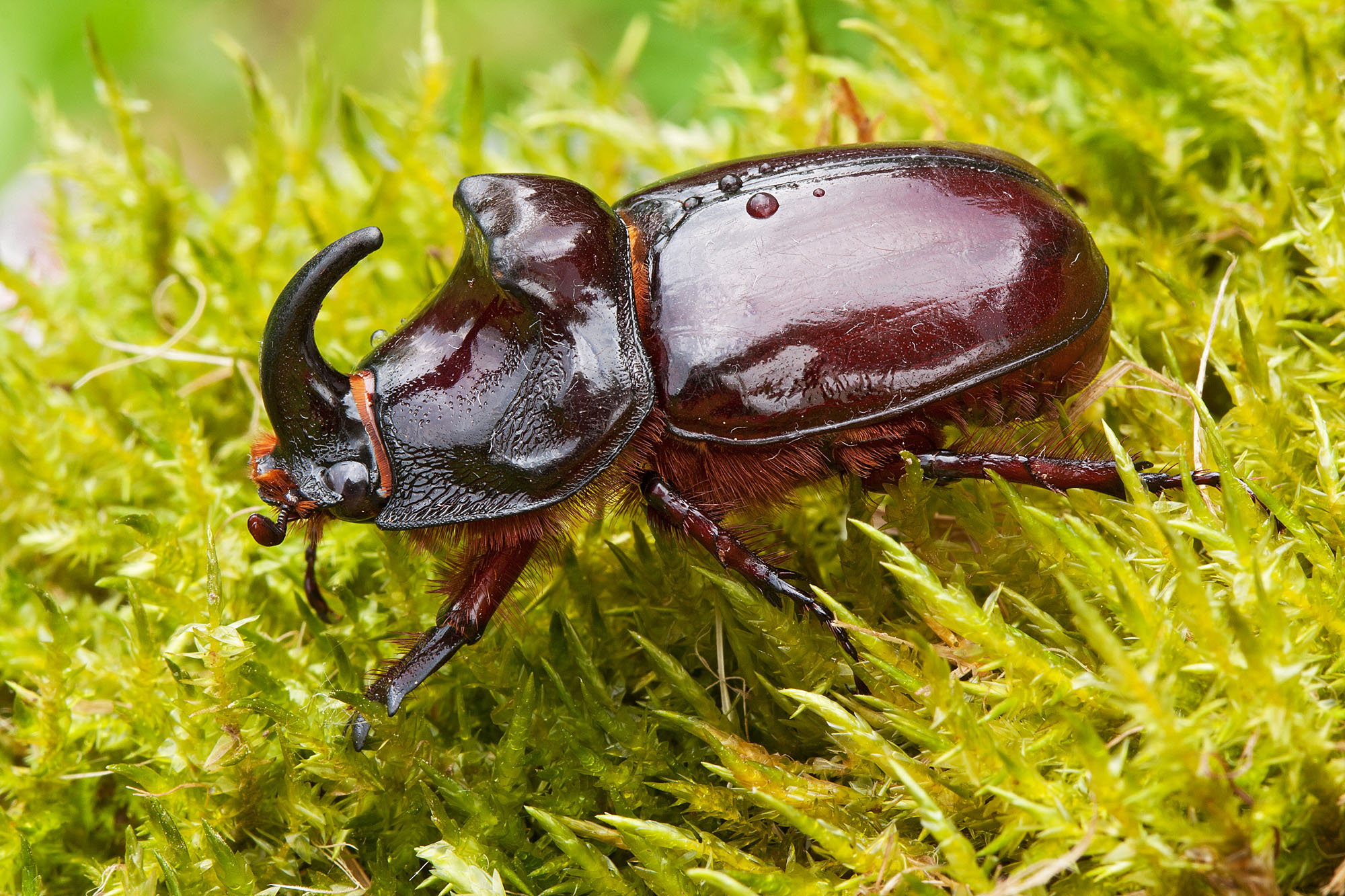 Oryctes nasicornis, maschio