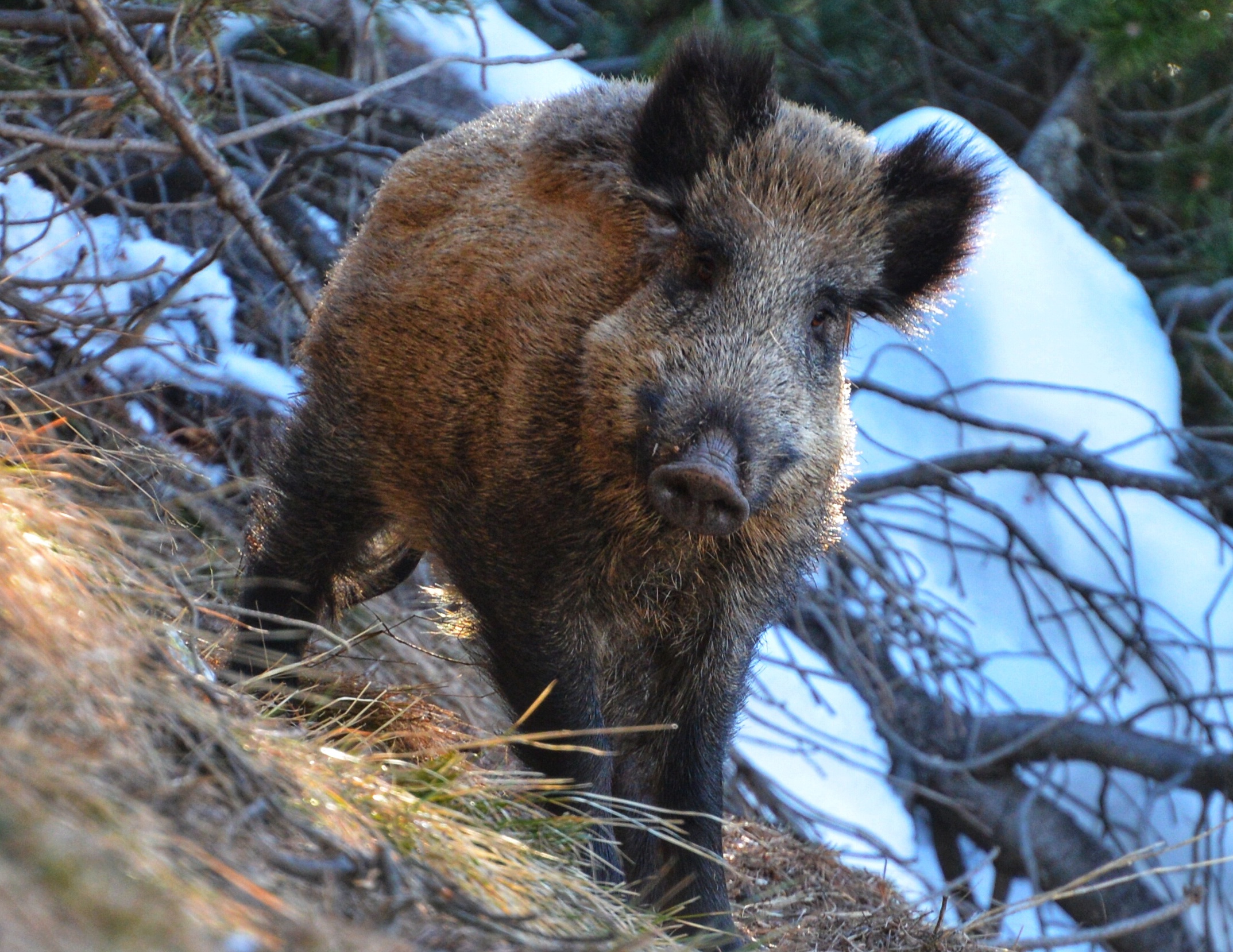 Incontro ravvicinato
