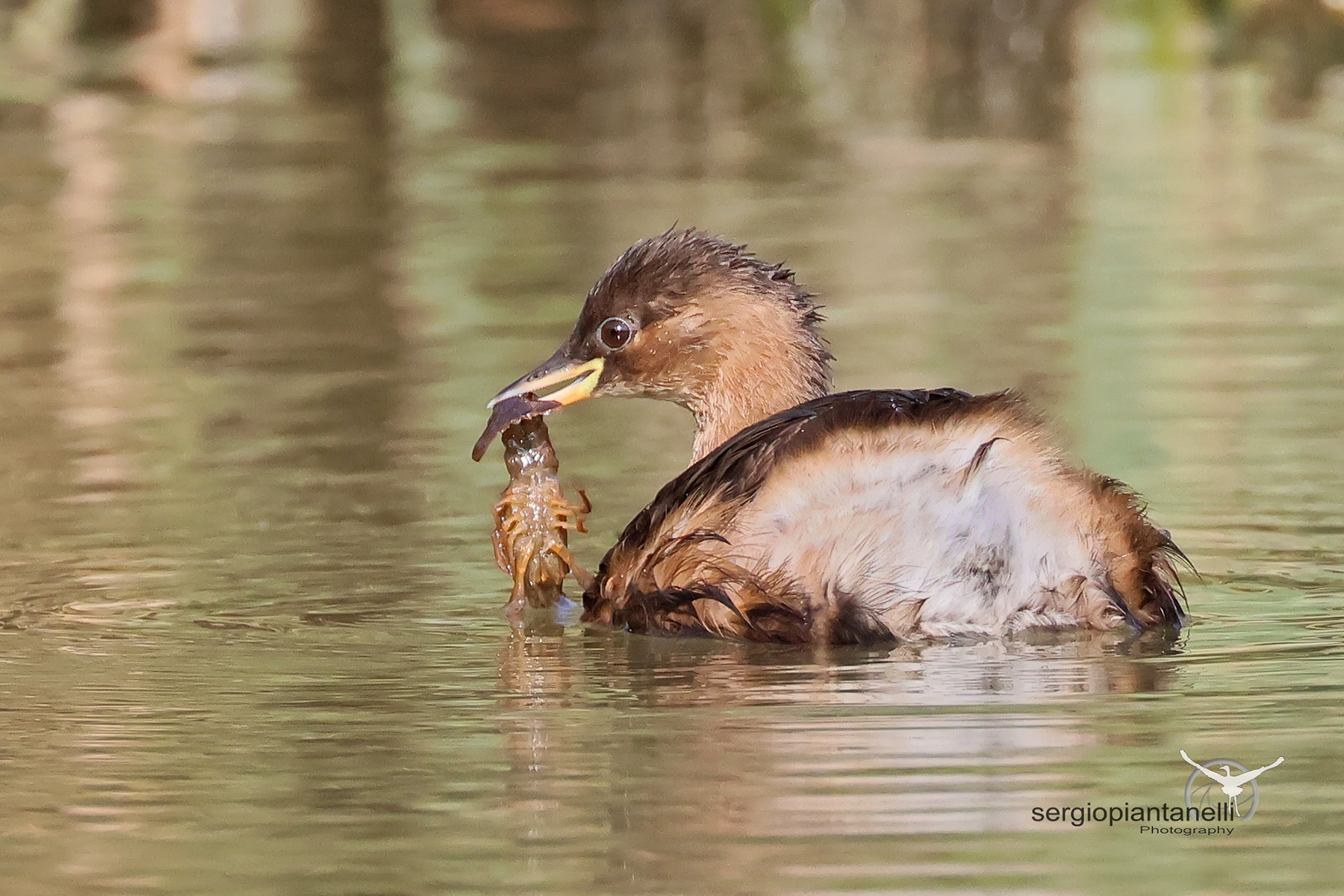 Little Grebe - Tachybaptus ruficollis