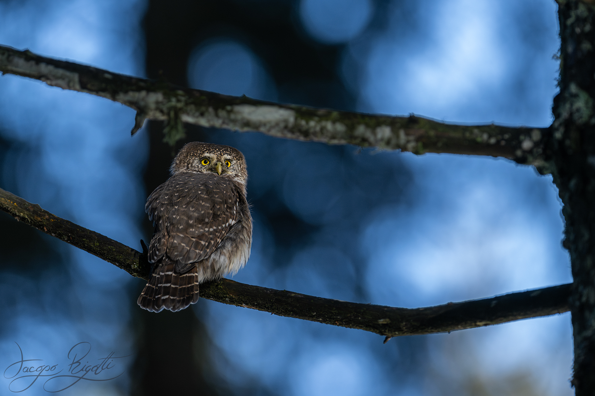 Dwarf Owl