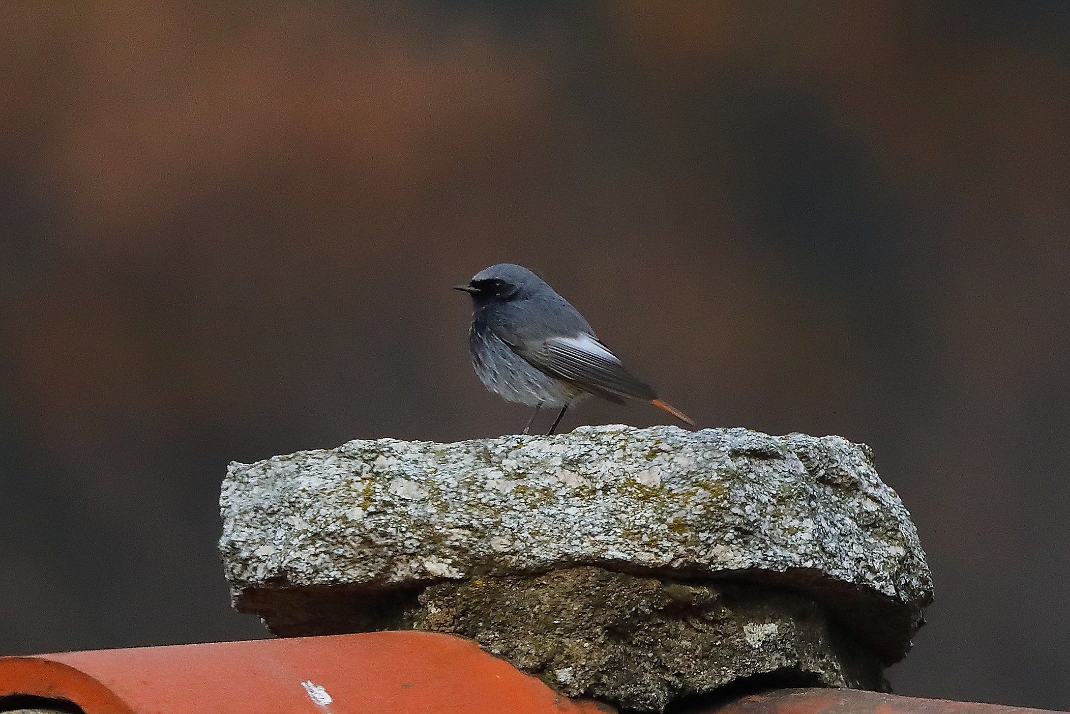 Codirosso S M 14 dicembre 2024 - 0006