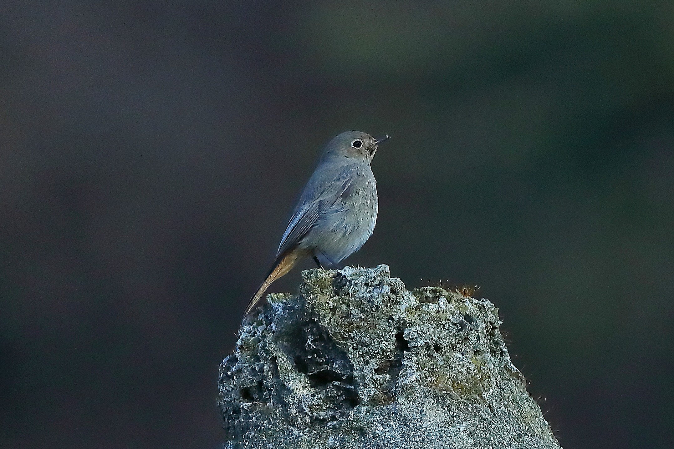 Codirosso S F 16 dicembre 2024 - 0016