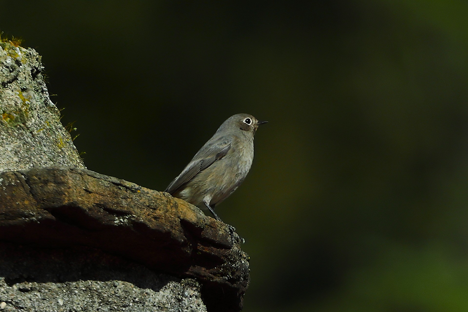 Codirosso S F 01 novembre 2024 - 0046