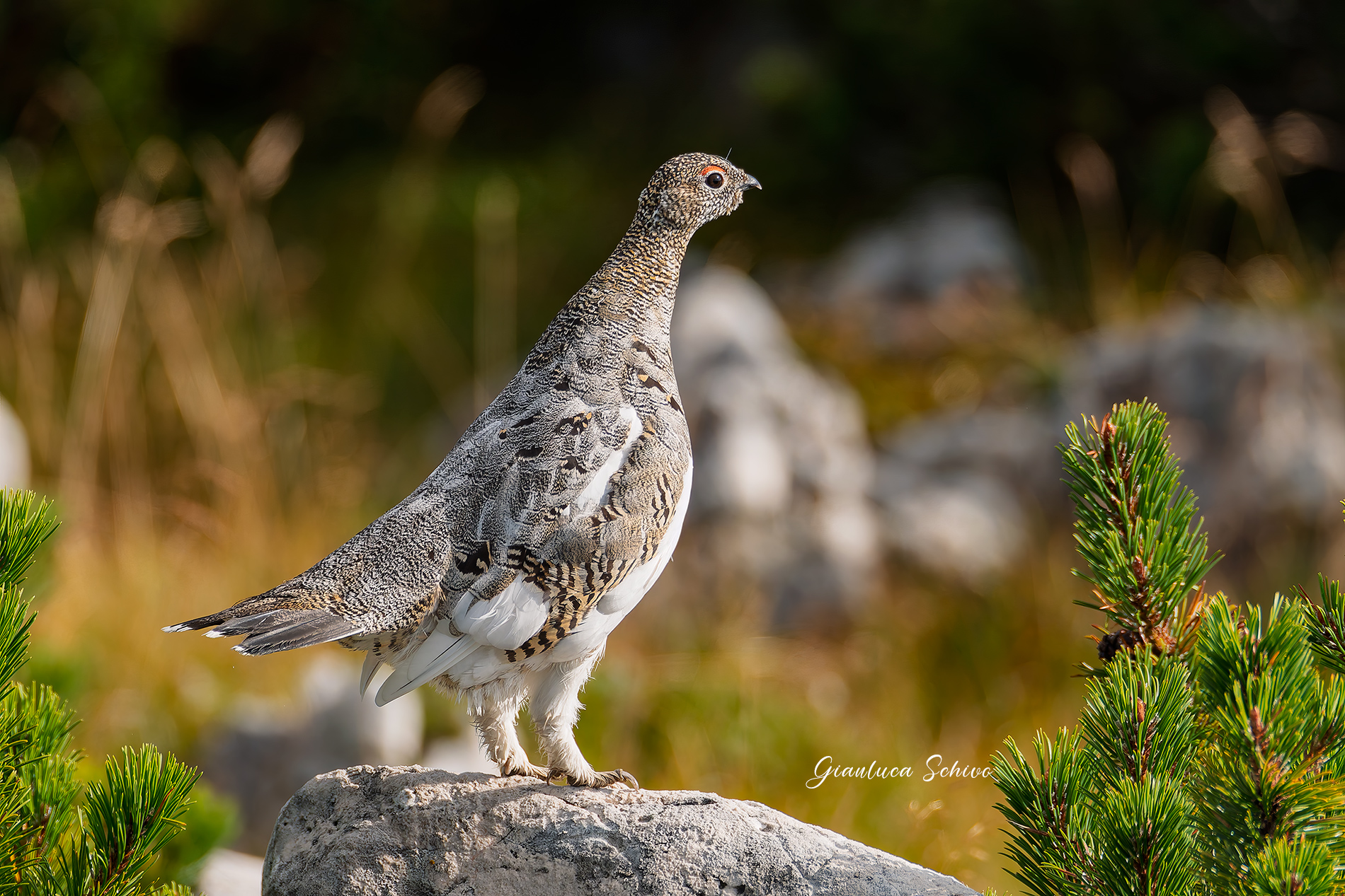 Ptarmigan