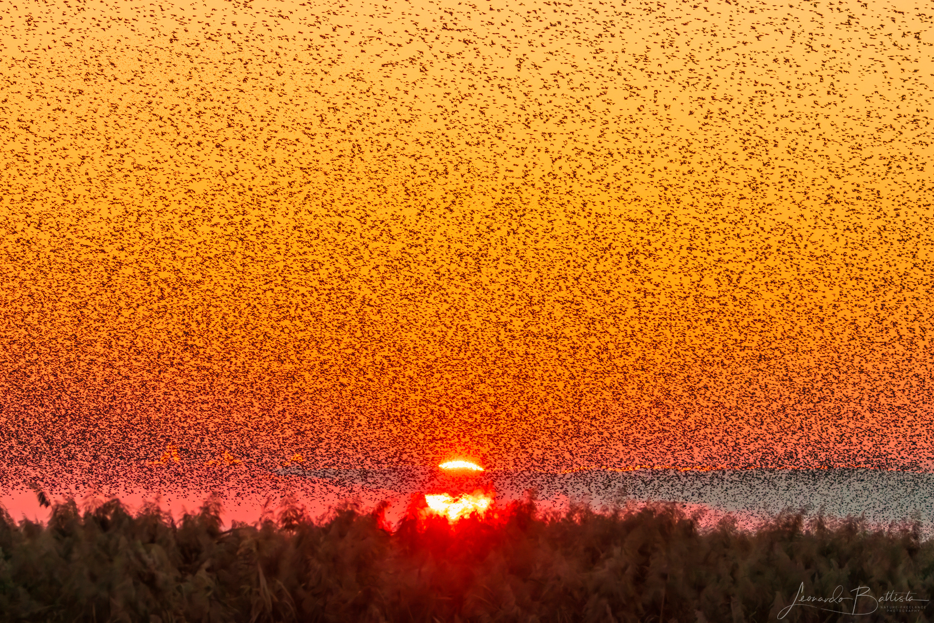 The sun and starlings