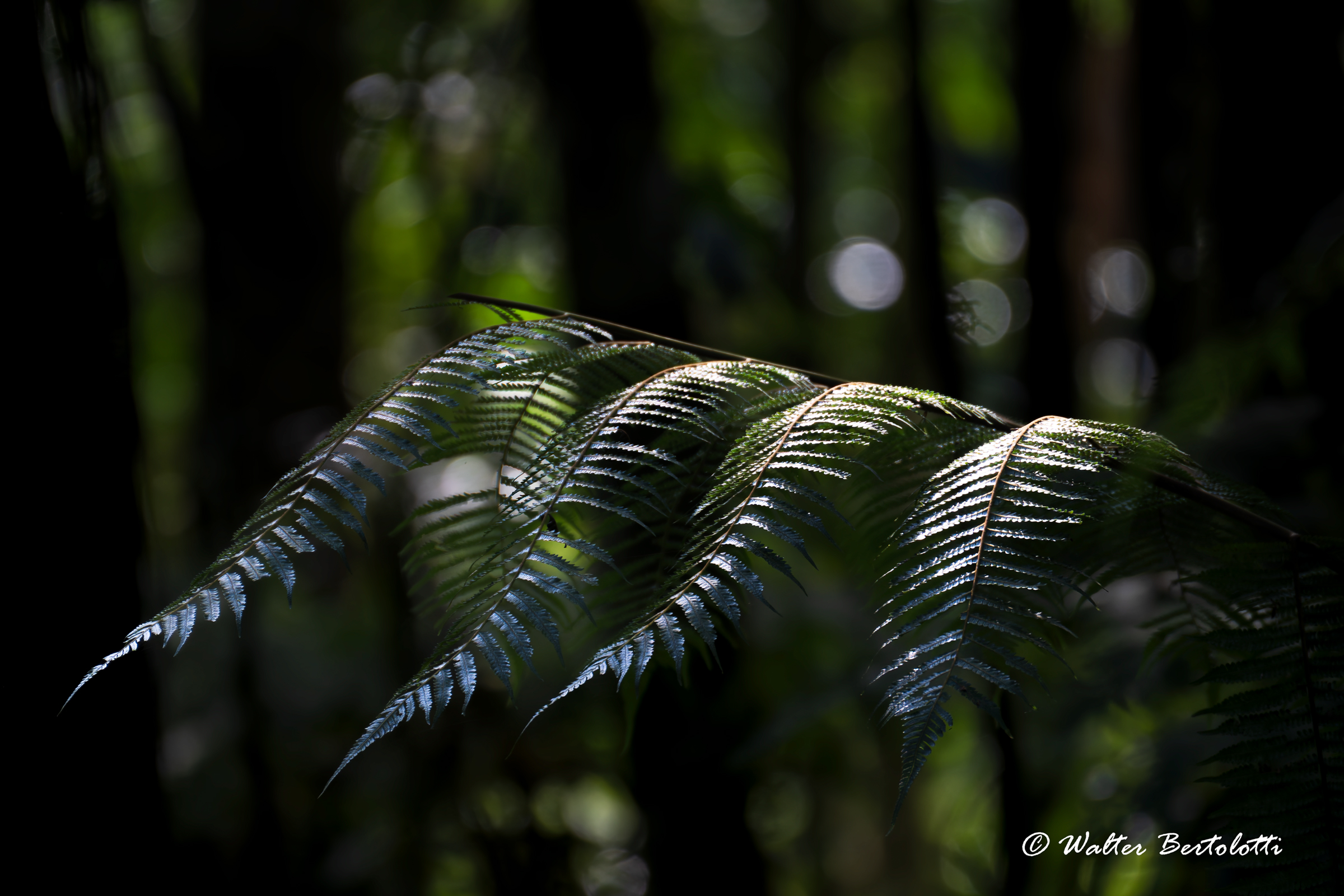tra luci e ombre della foresta