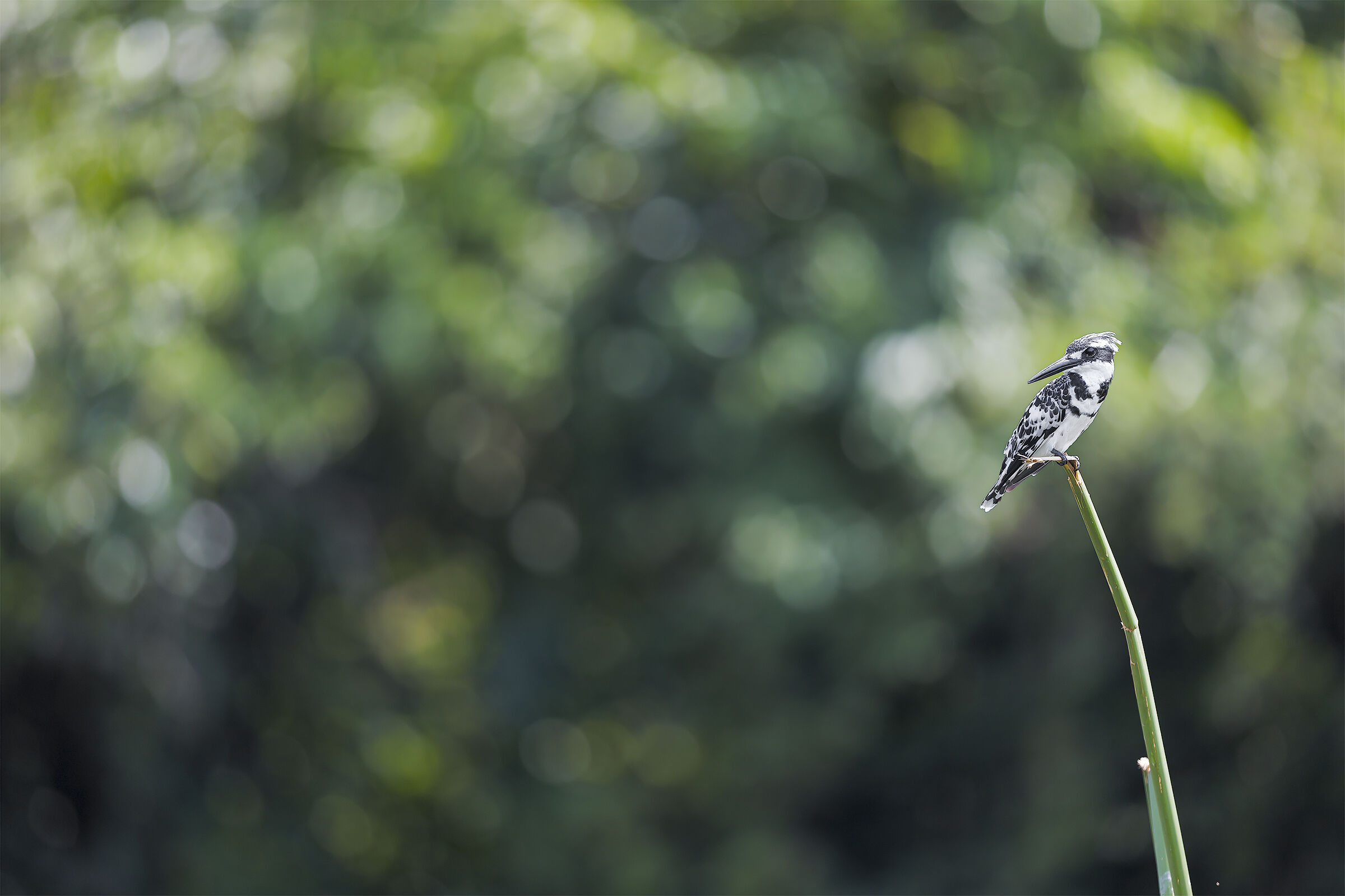 Martino tra gli smeraldi