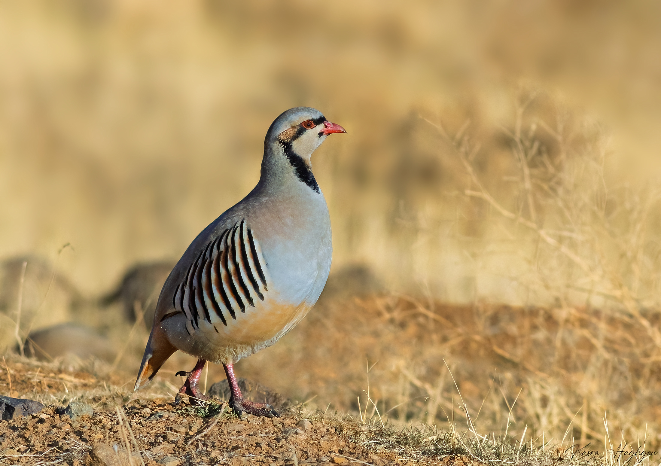 Chukar Partridge