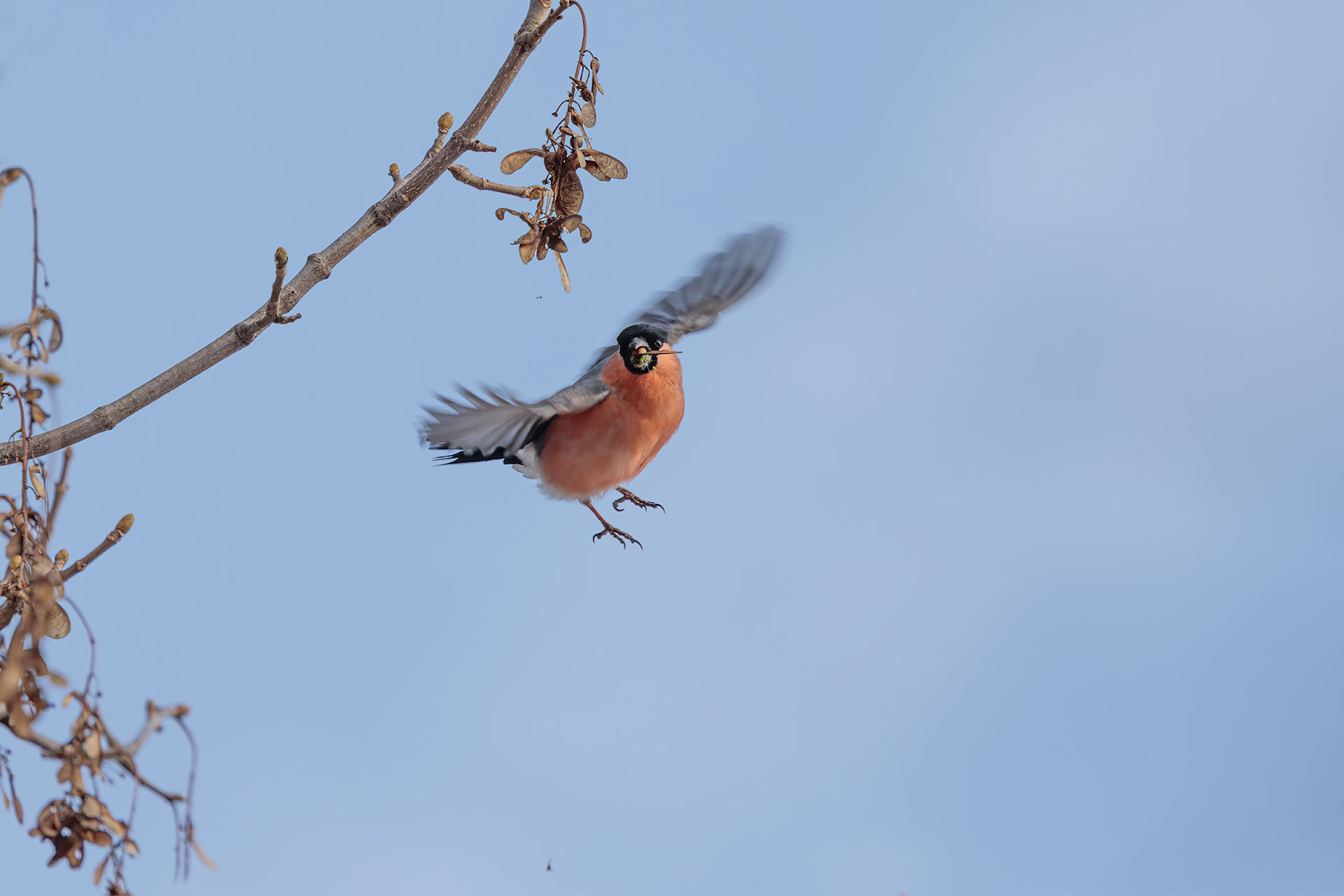 Eurasian bullfinch