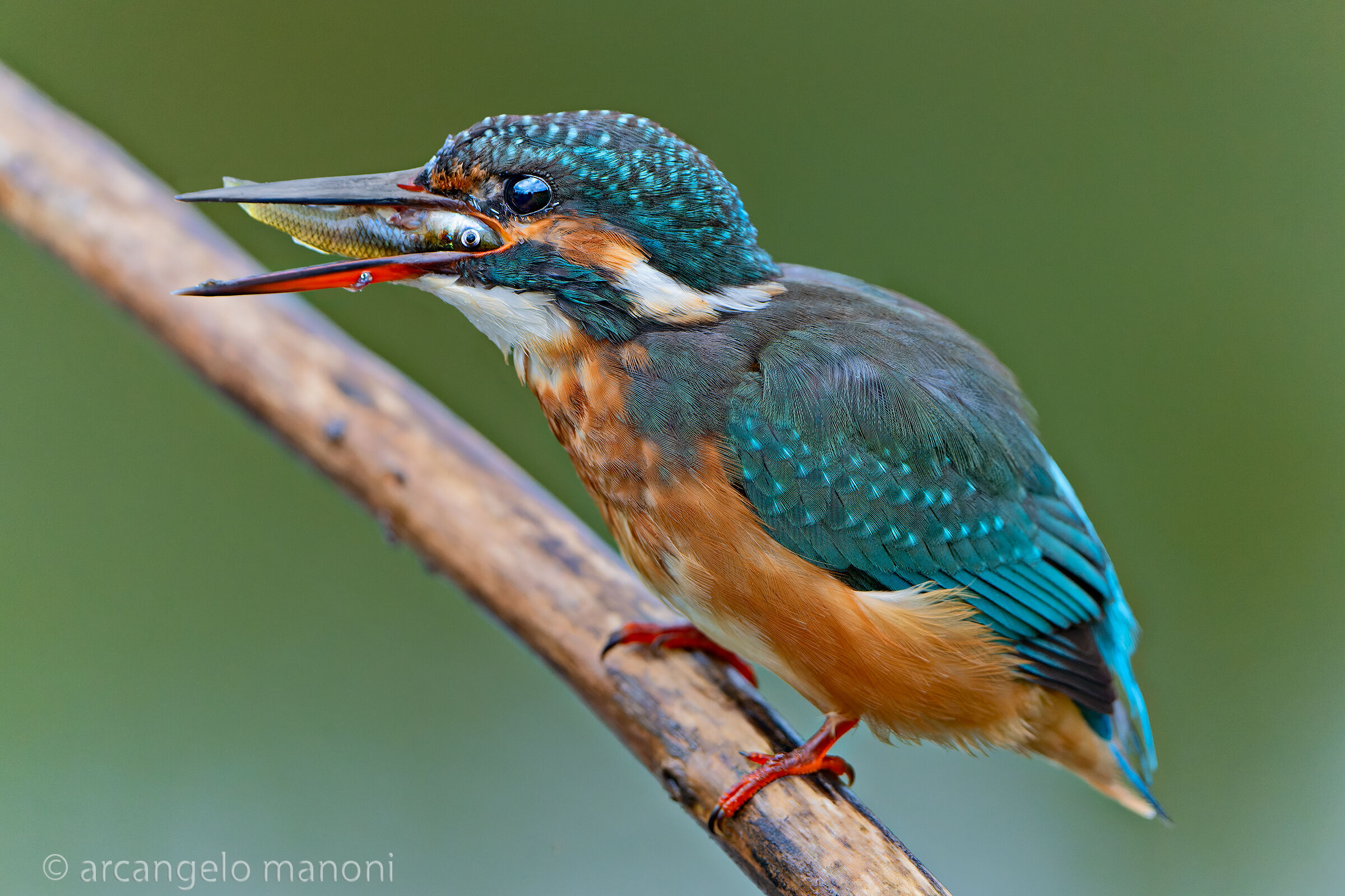 Occhio del predatore vs occhio della preda