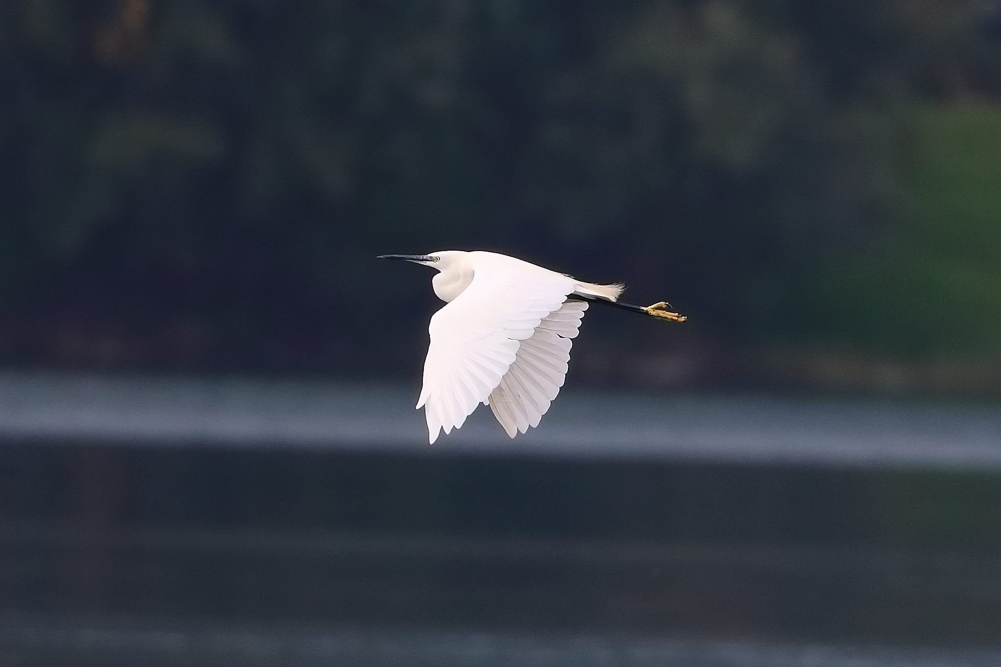 Garzetta 06 ottobre 2024 - 0113