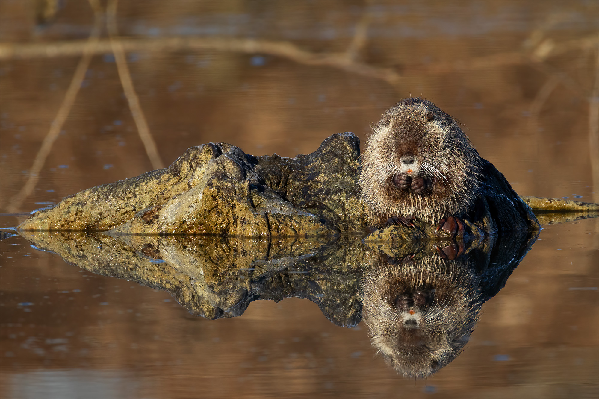 Nutria
