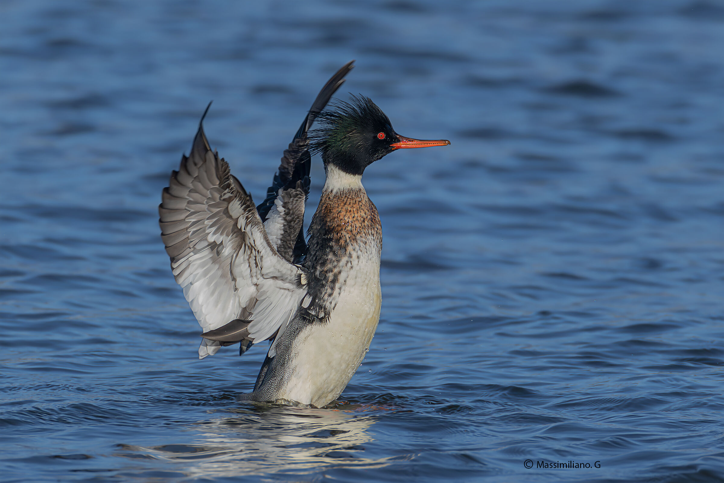 Red-breasted merganser