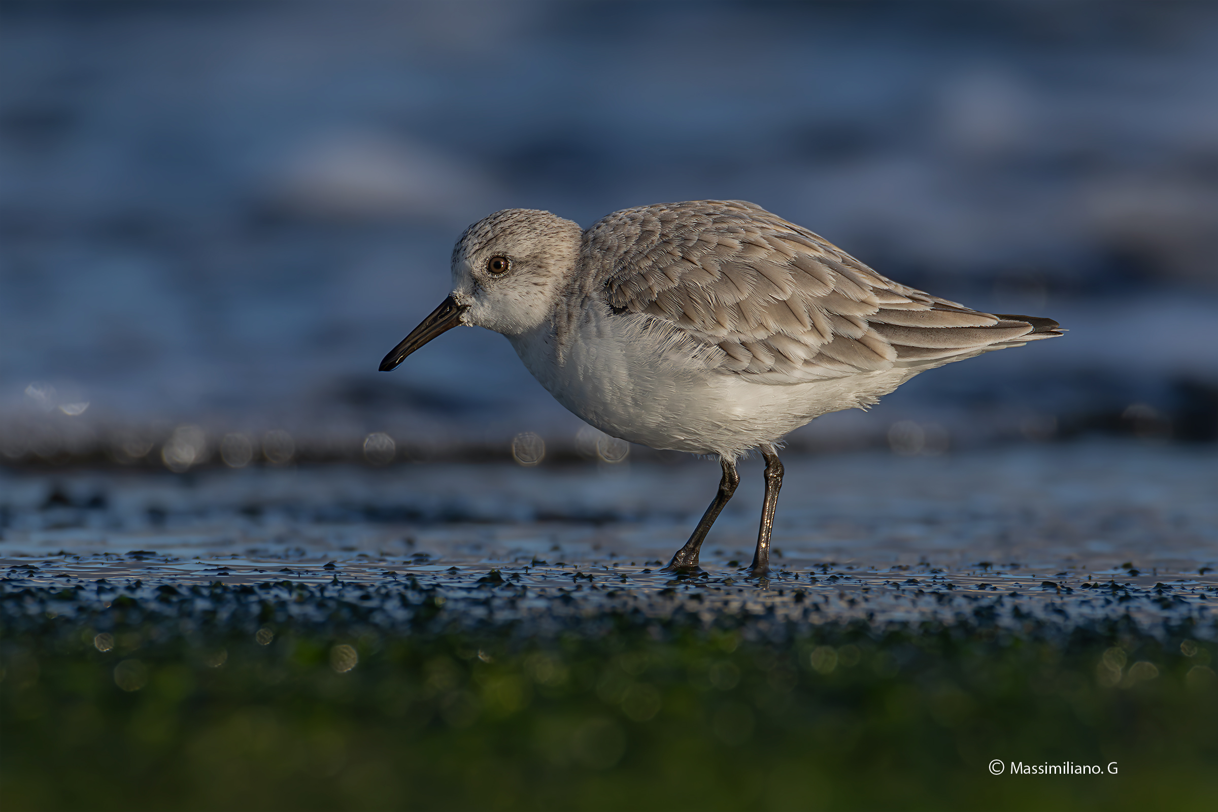 Three-toed sandpipers