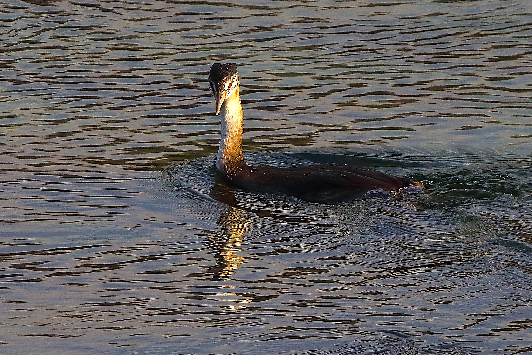 Svasso 05 novembre 2024 - 0084