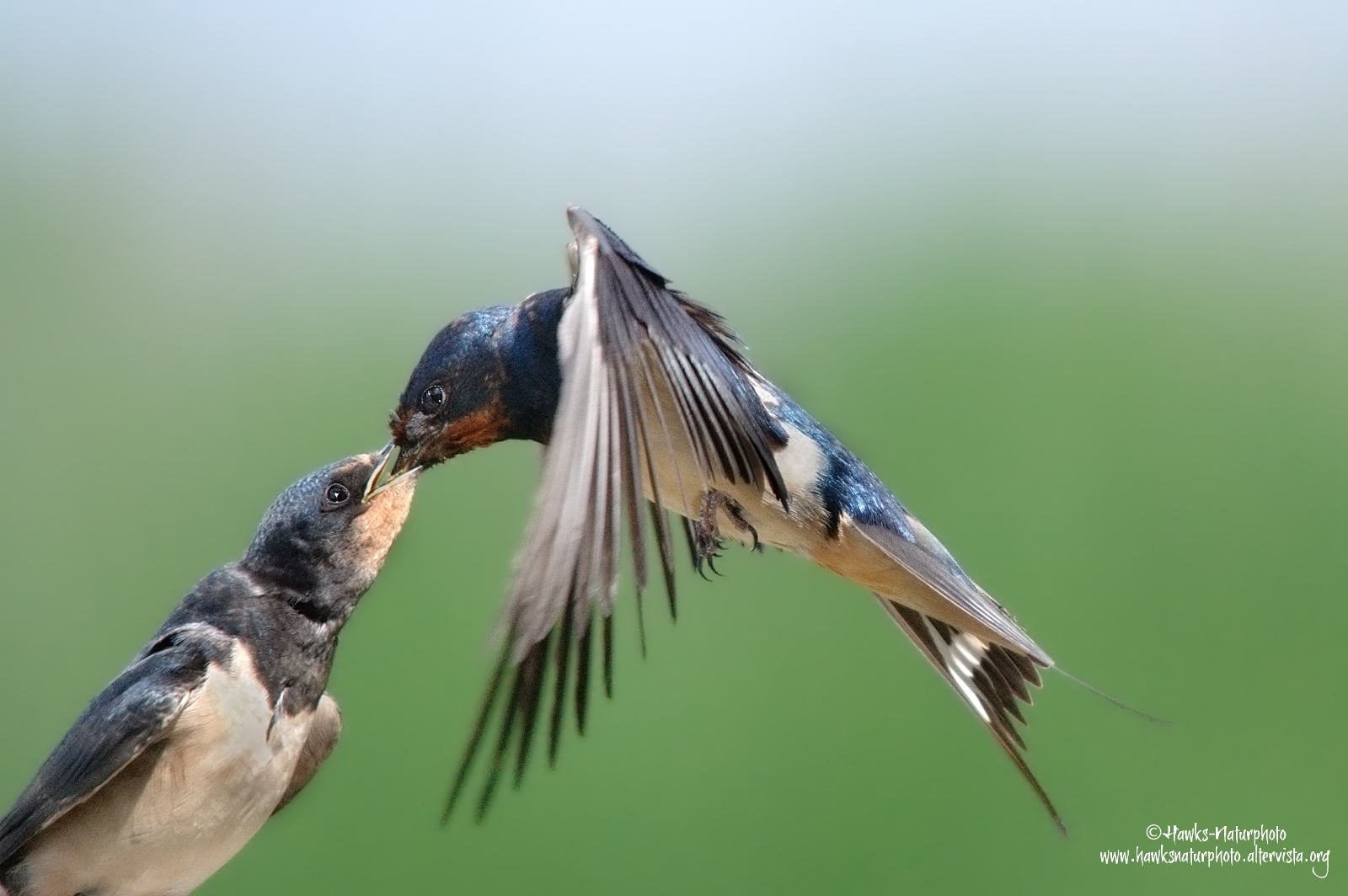 Swallow all'imbeccata