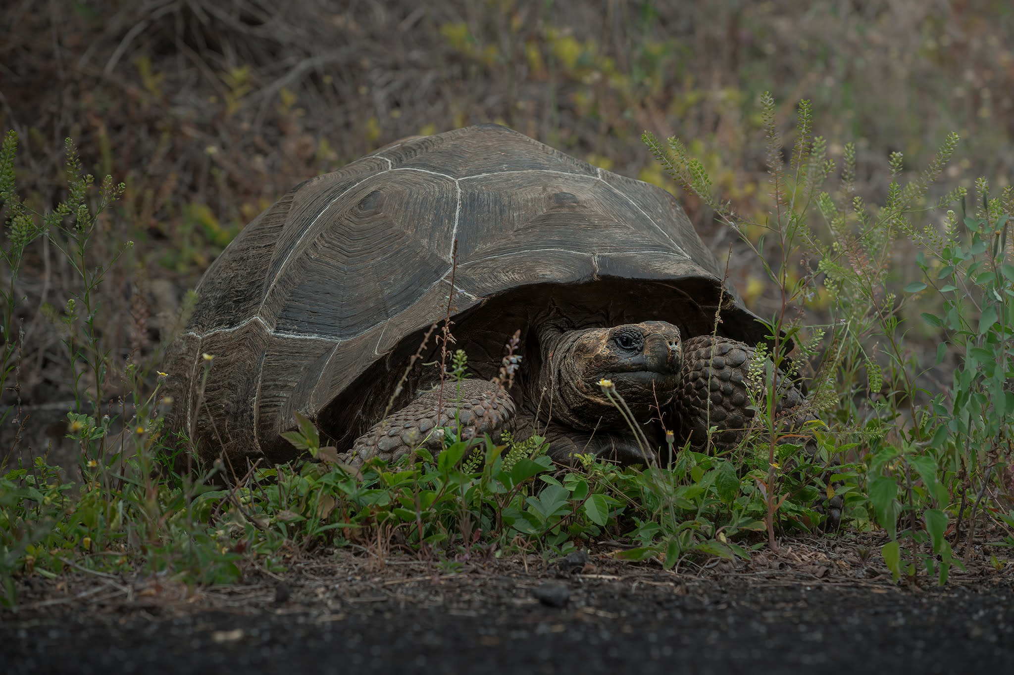 The giants of the Galapagos