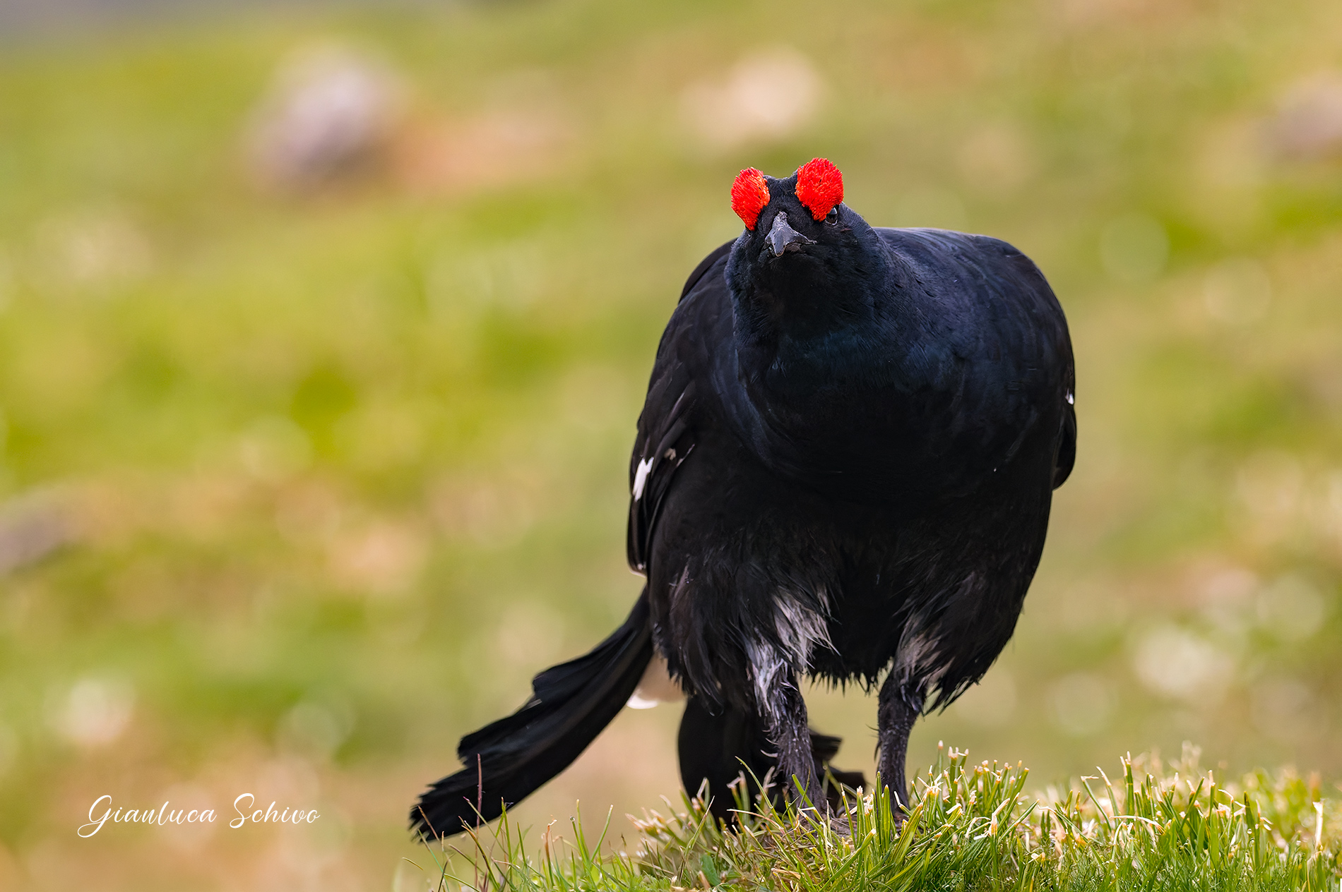 Gallo forcello arrabbiato