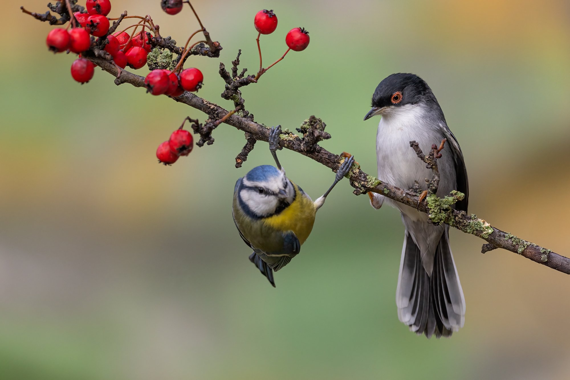 Male Warbler