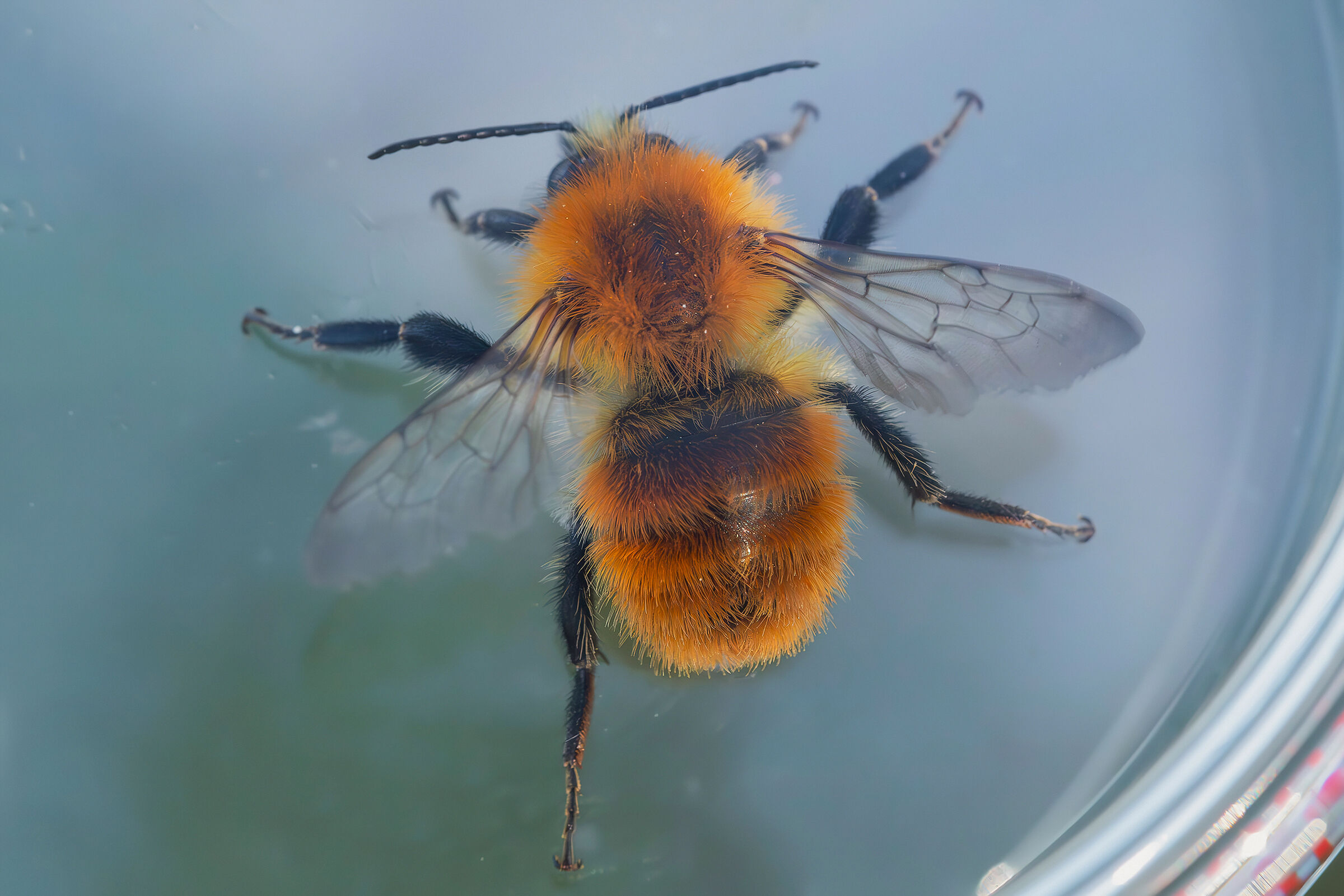 Bombus pascuorum