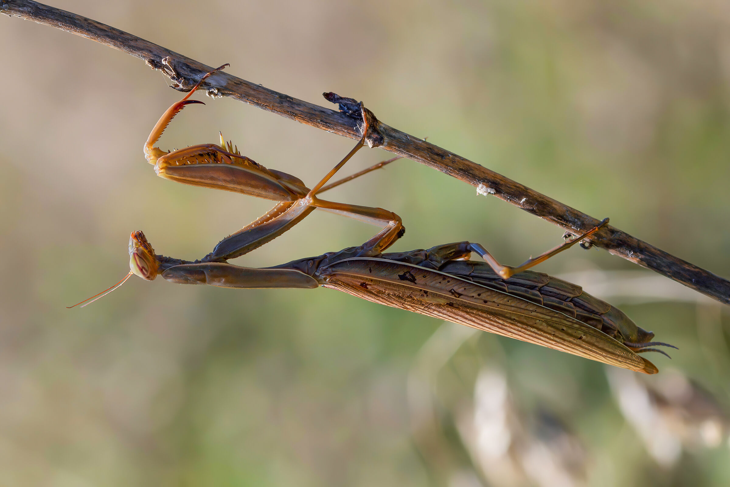 Mantis religiosa
