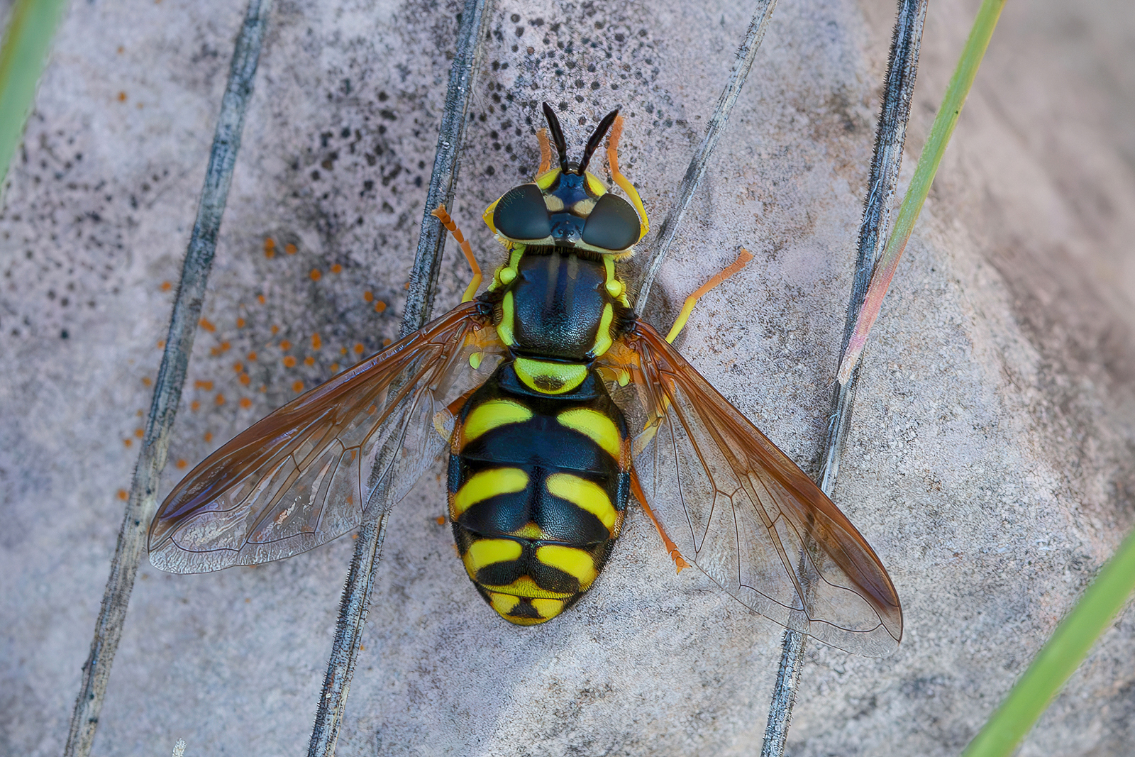 Chrysotoxum intermedium