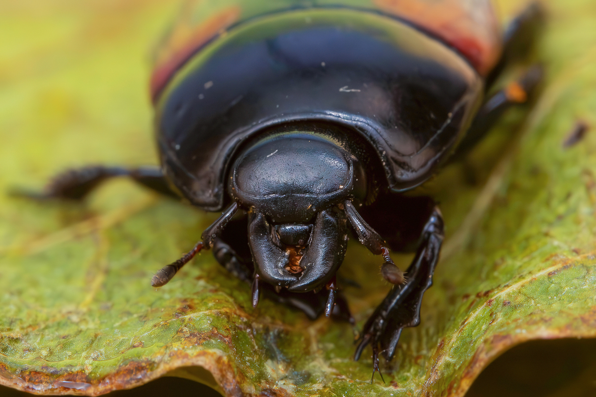 Hister quadrimaculatus