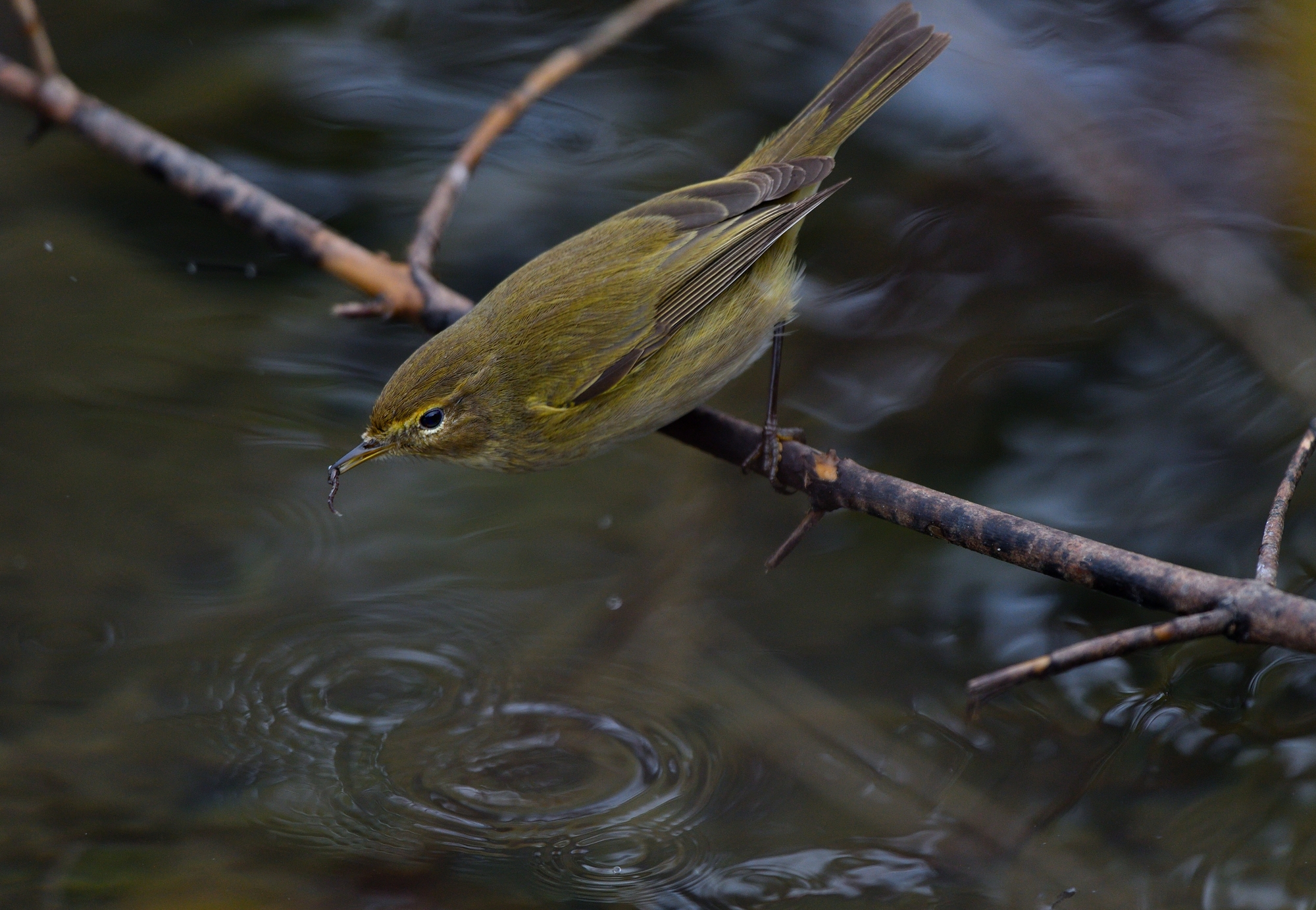 Lui piccolo, caccia grossa...