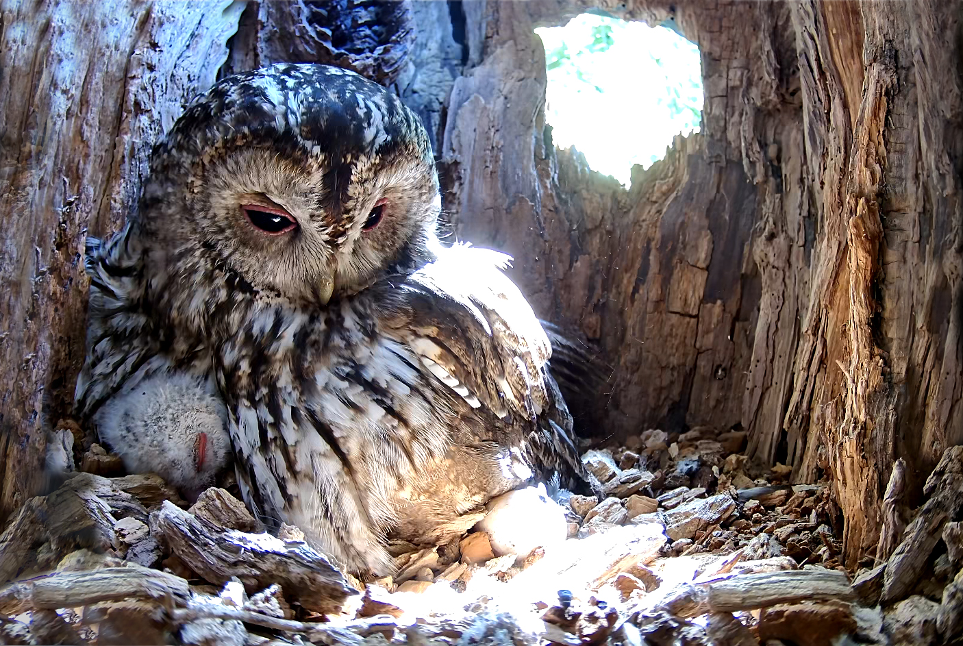 Spero che si riproducano di nuovo nella nostra cassetta nido...