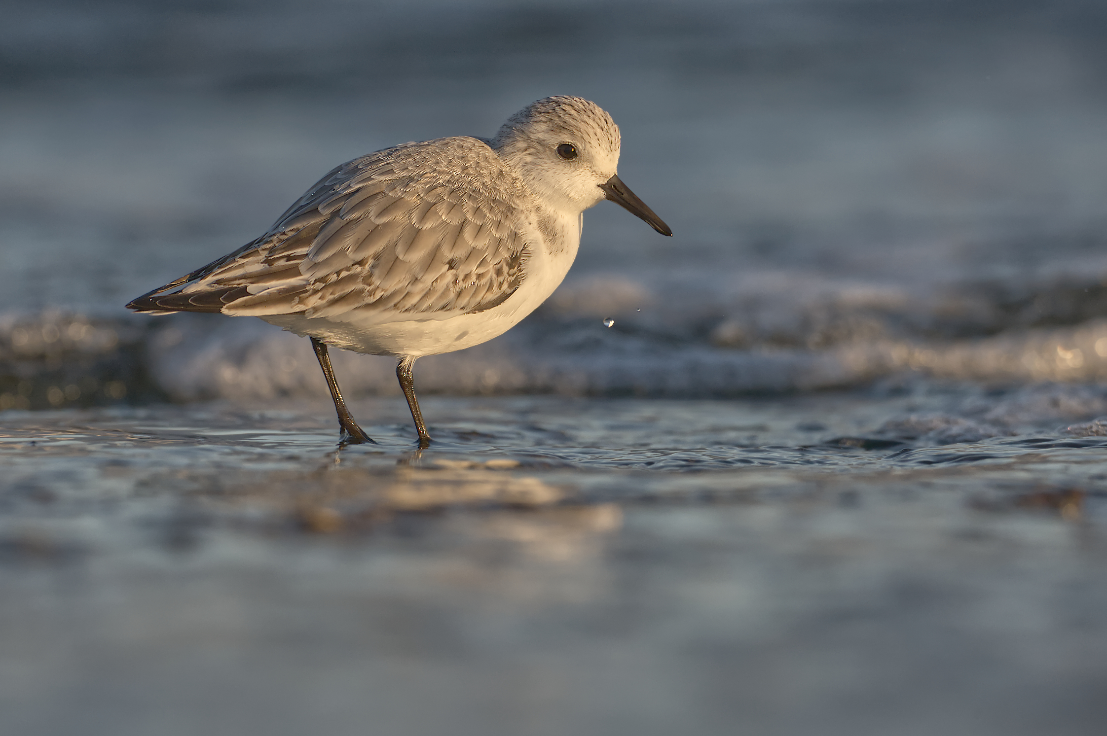 Three-toed sandpiper