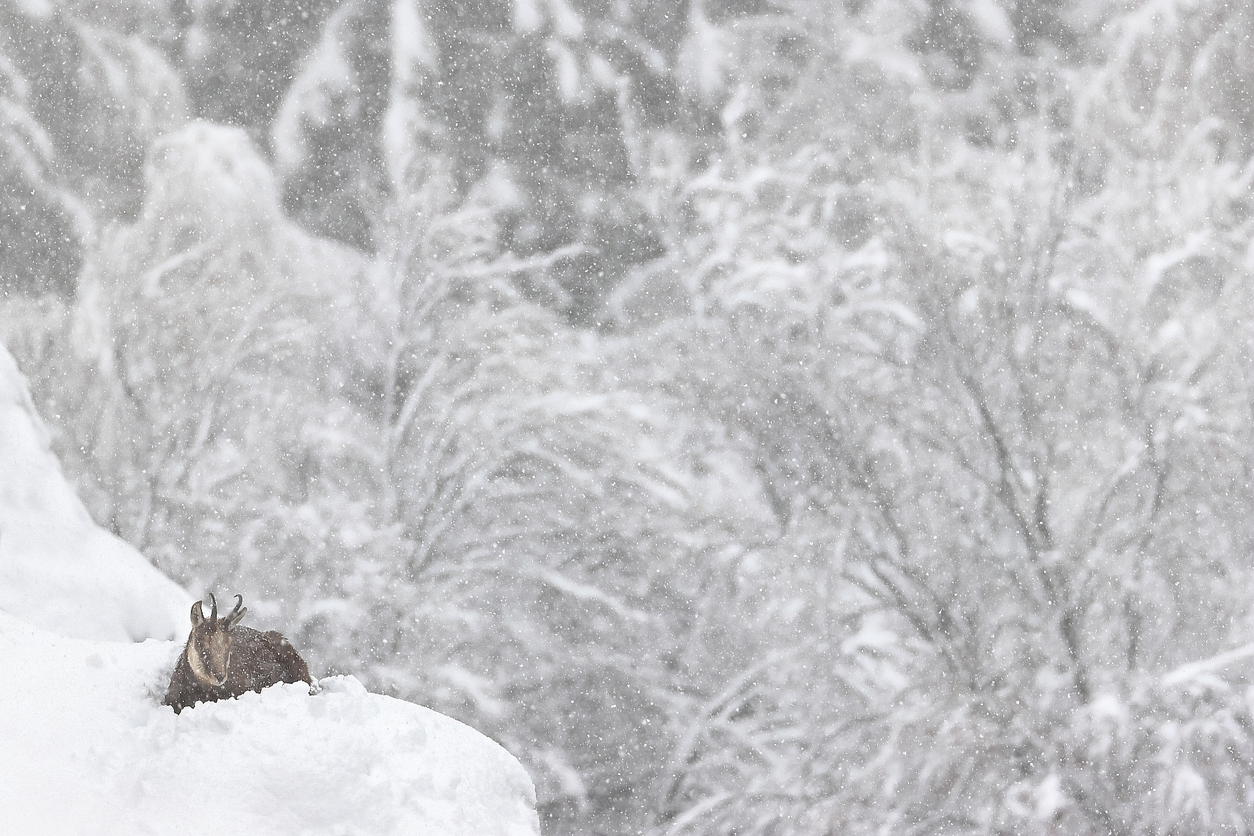 The silence of the snow...