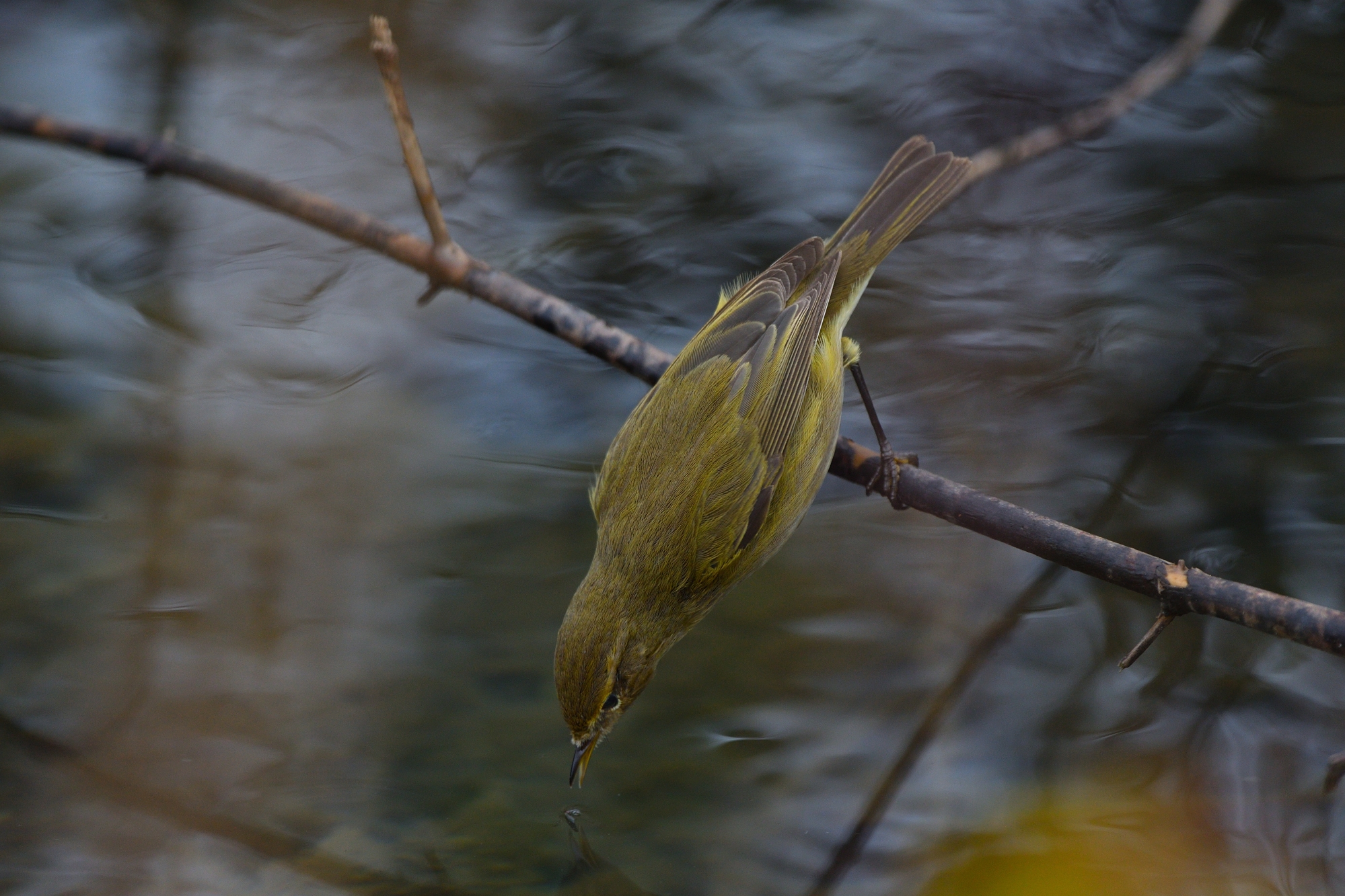 la caccia in miniatura..