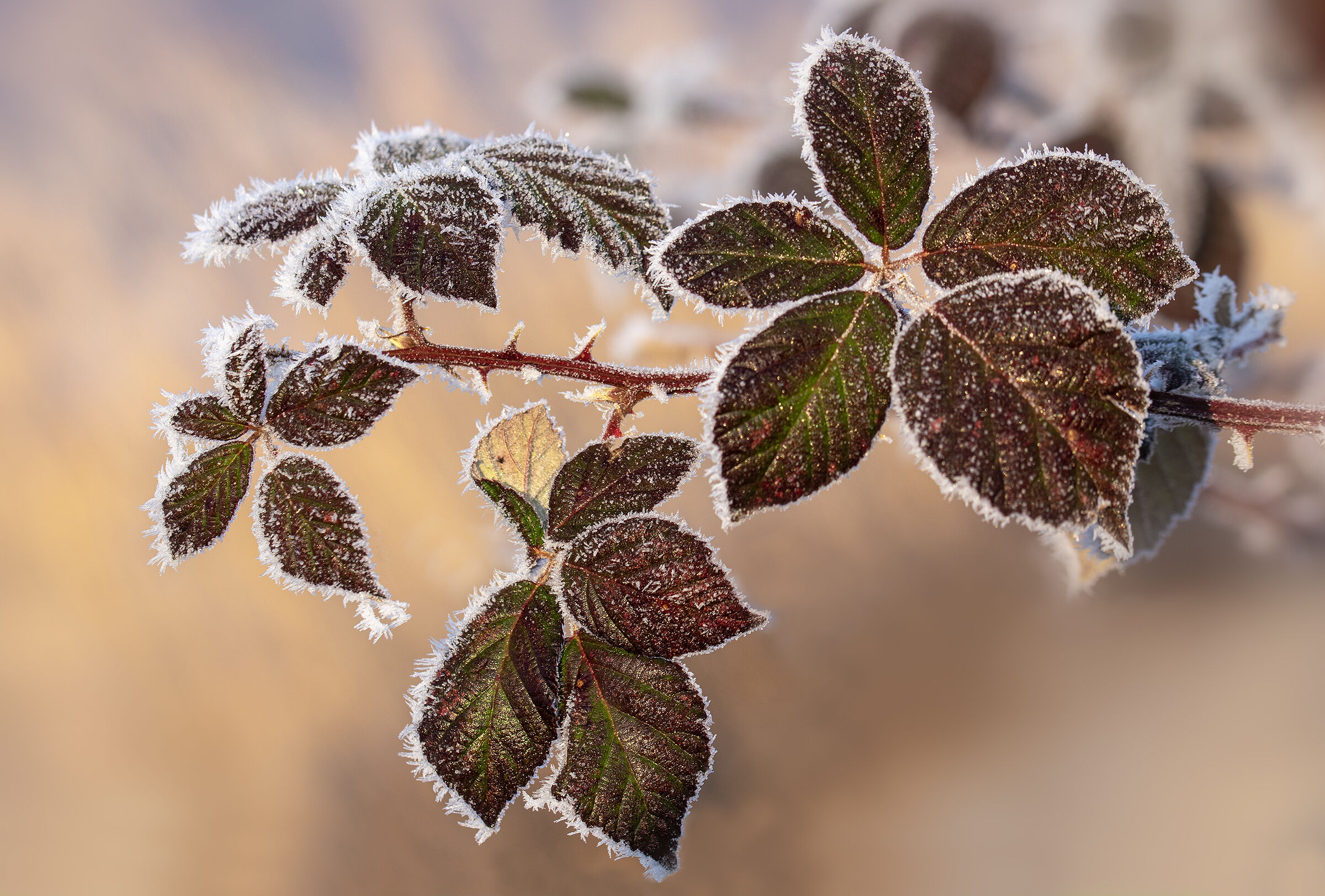 the Christmas bramble