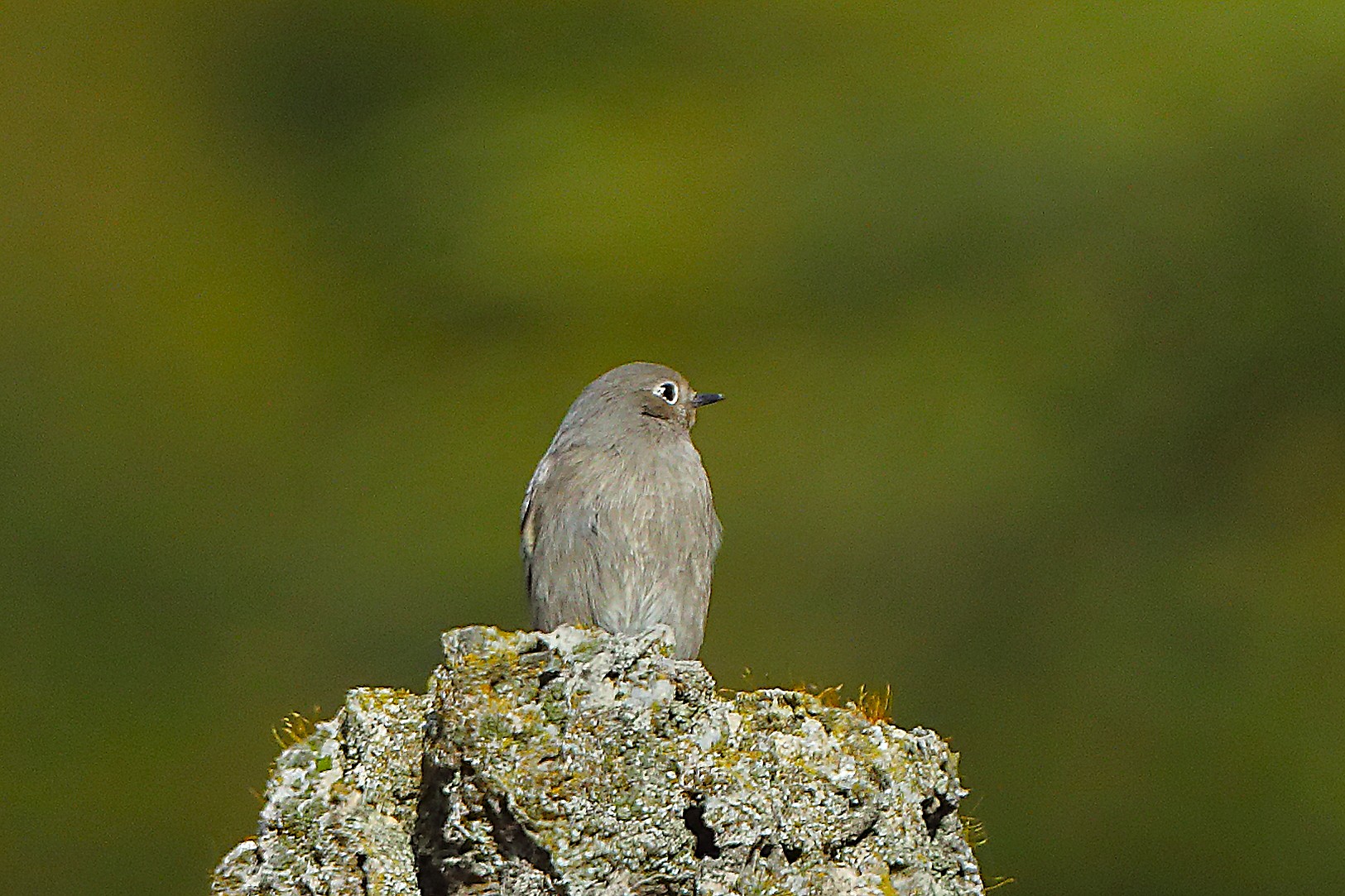 Codirosso S F 07 novembre 2024 - 0020